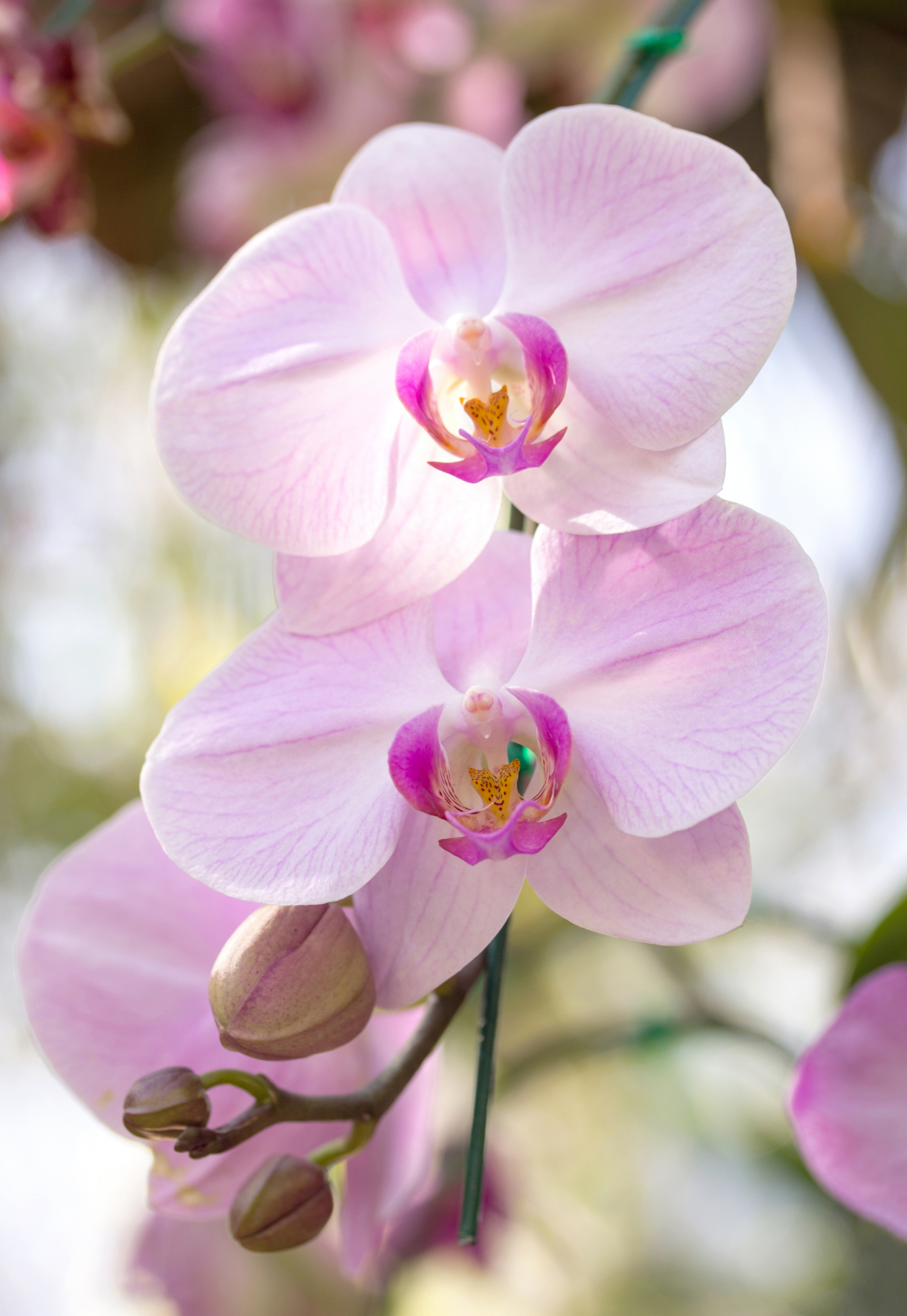 Two light pink Phalaenopsis orchids with magenta centers and buds.