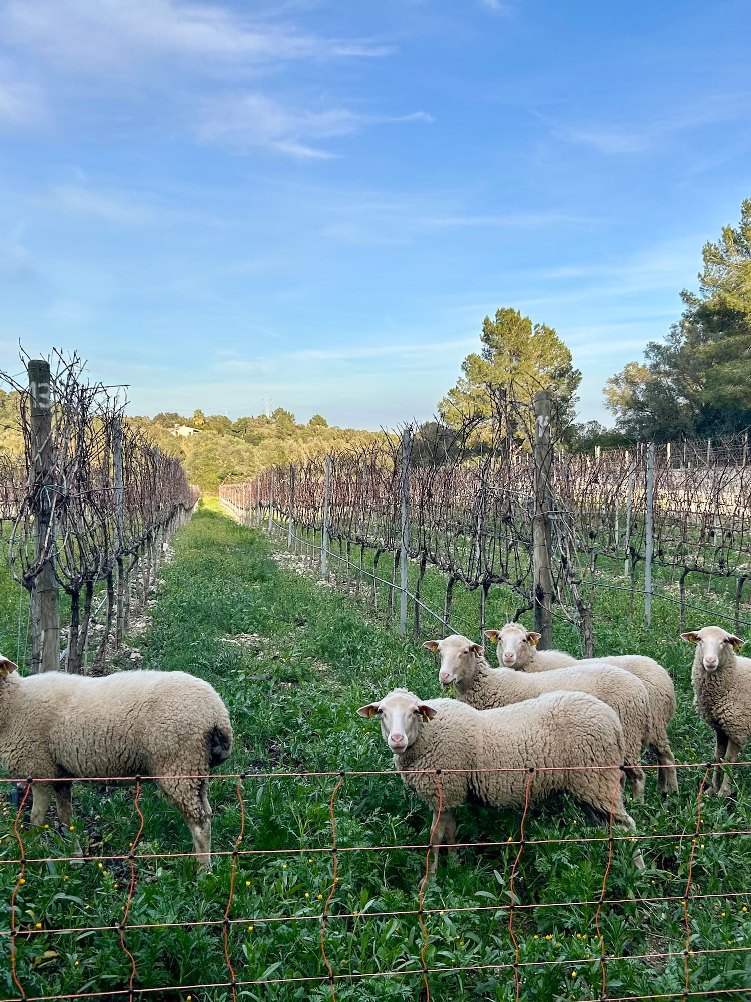 Five sheep grazing in a winter vineyard with green ground cover.