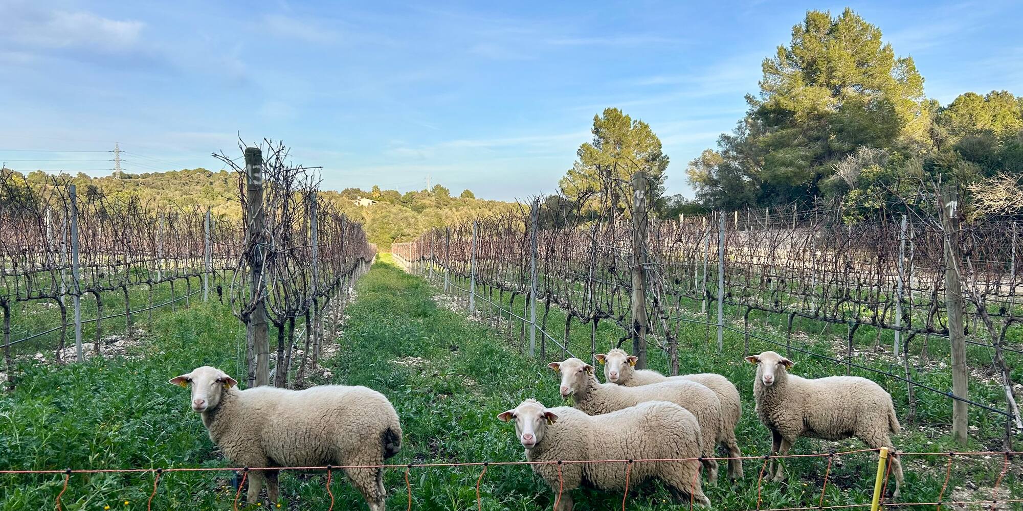 Five sheep grazing in a winter vineyard with green ground cover.