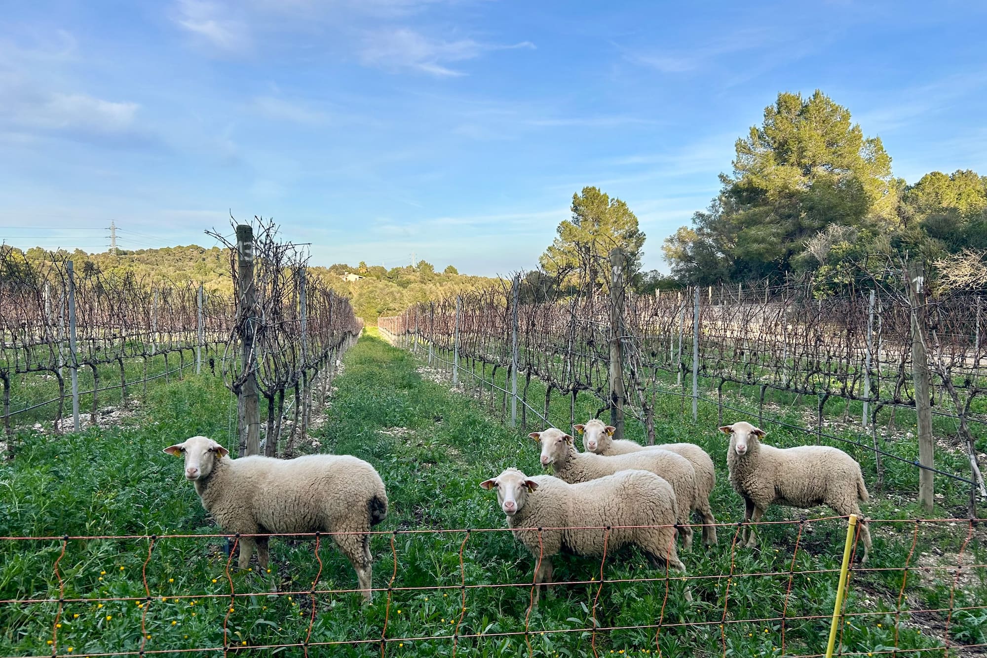 Five sheep grazing in a winter vineyard with green ground cover.