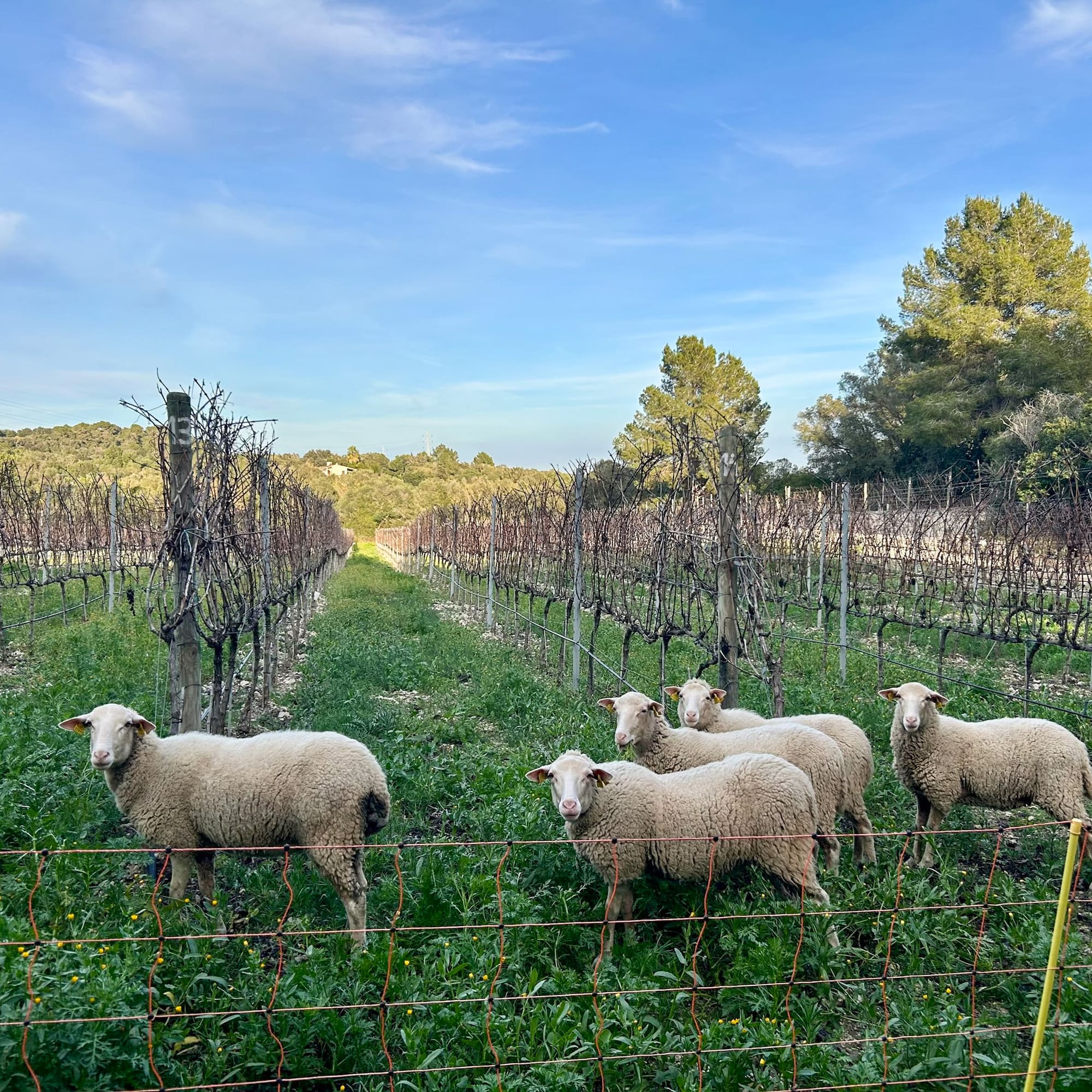 Five sheep grazing in a winter vineyard with green ground cover.