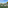 Five sheep grazing in a winter vineyard with green ground cover.