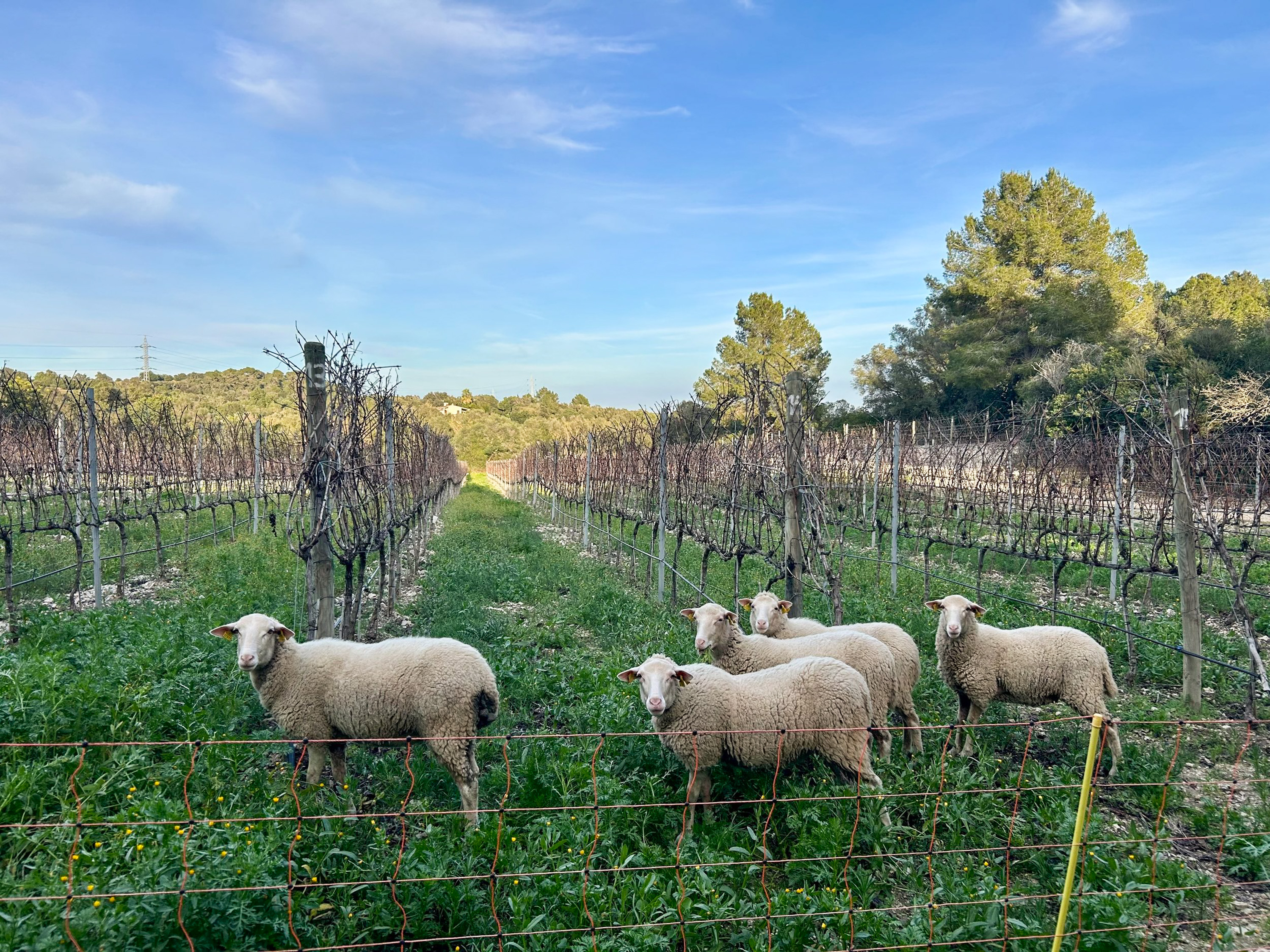 Five sheep grazing in a winter vineyard with green ground cover.