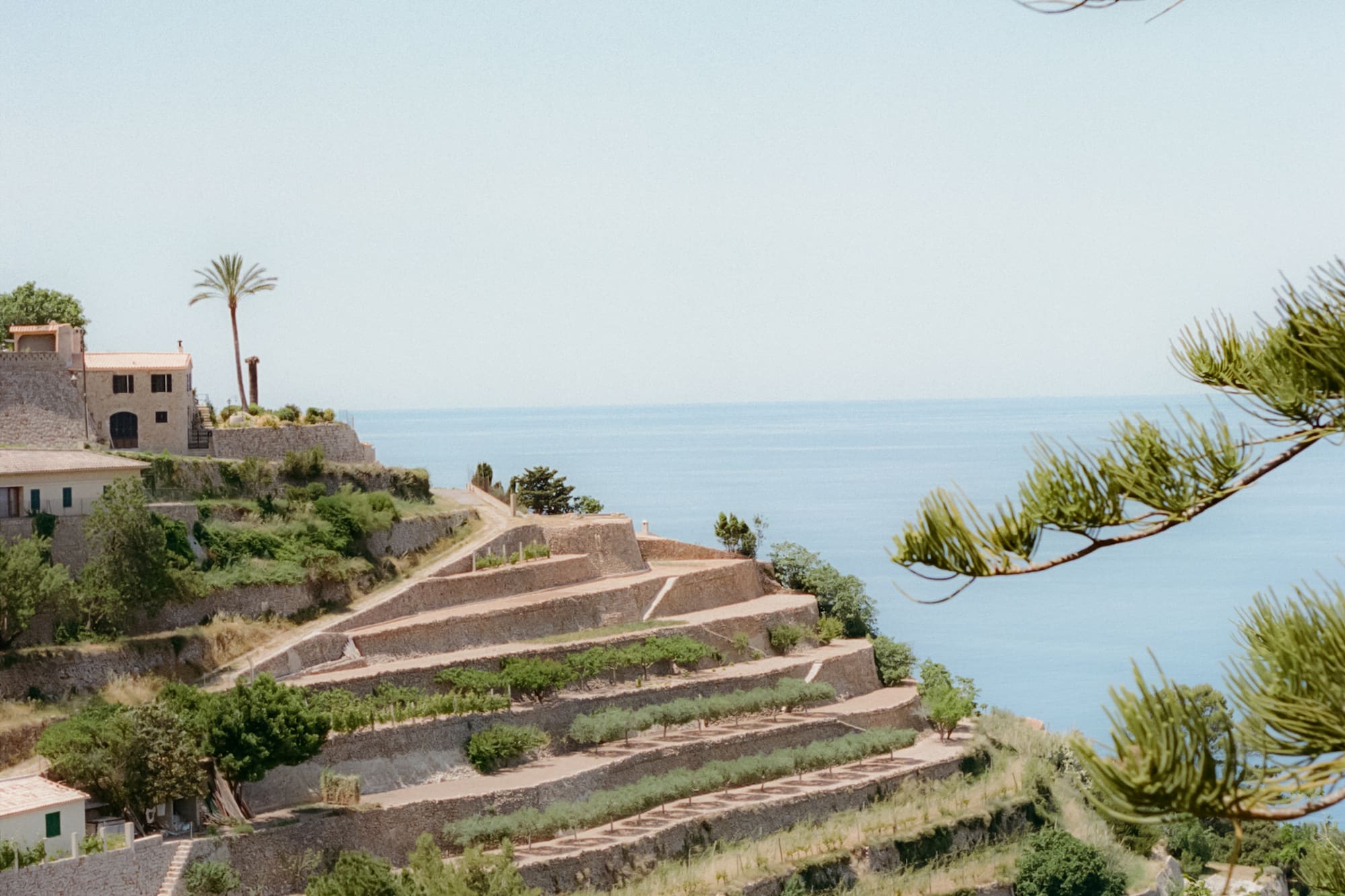 Bancales con olivos y casas sobre el mar Mediterráneo, ramas de pino.
