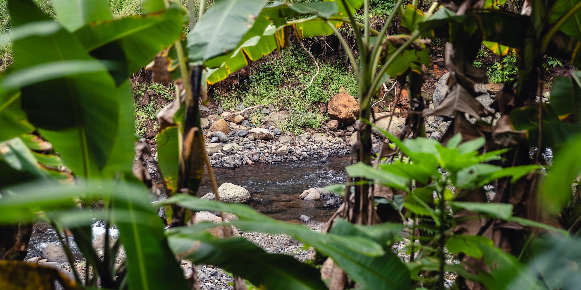 a stream through a forest