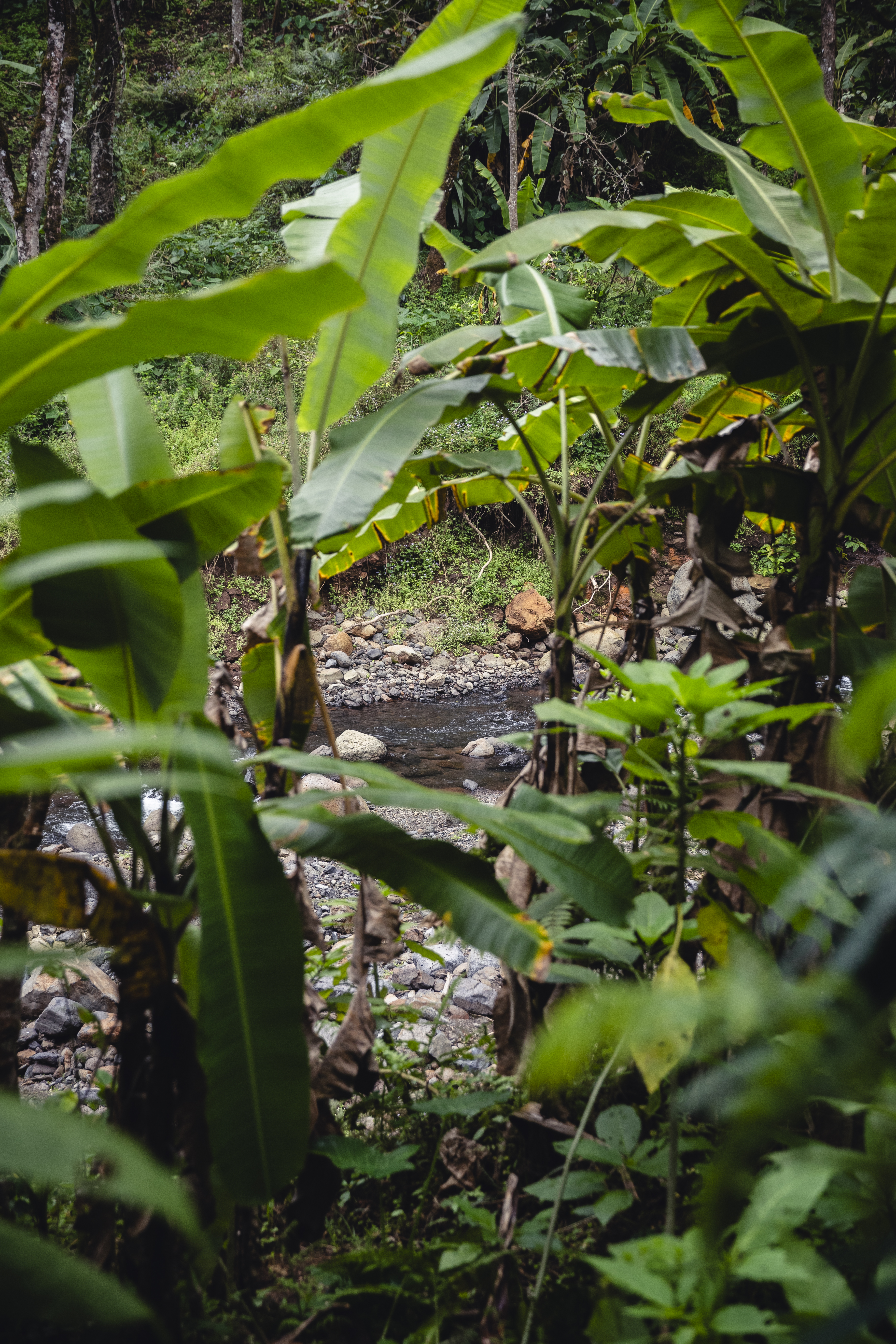 a stream through a forest