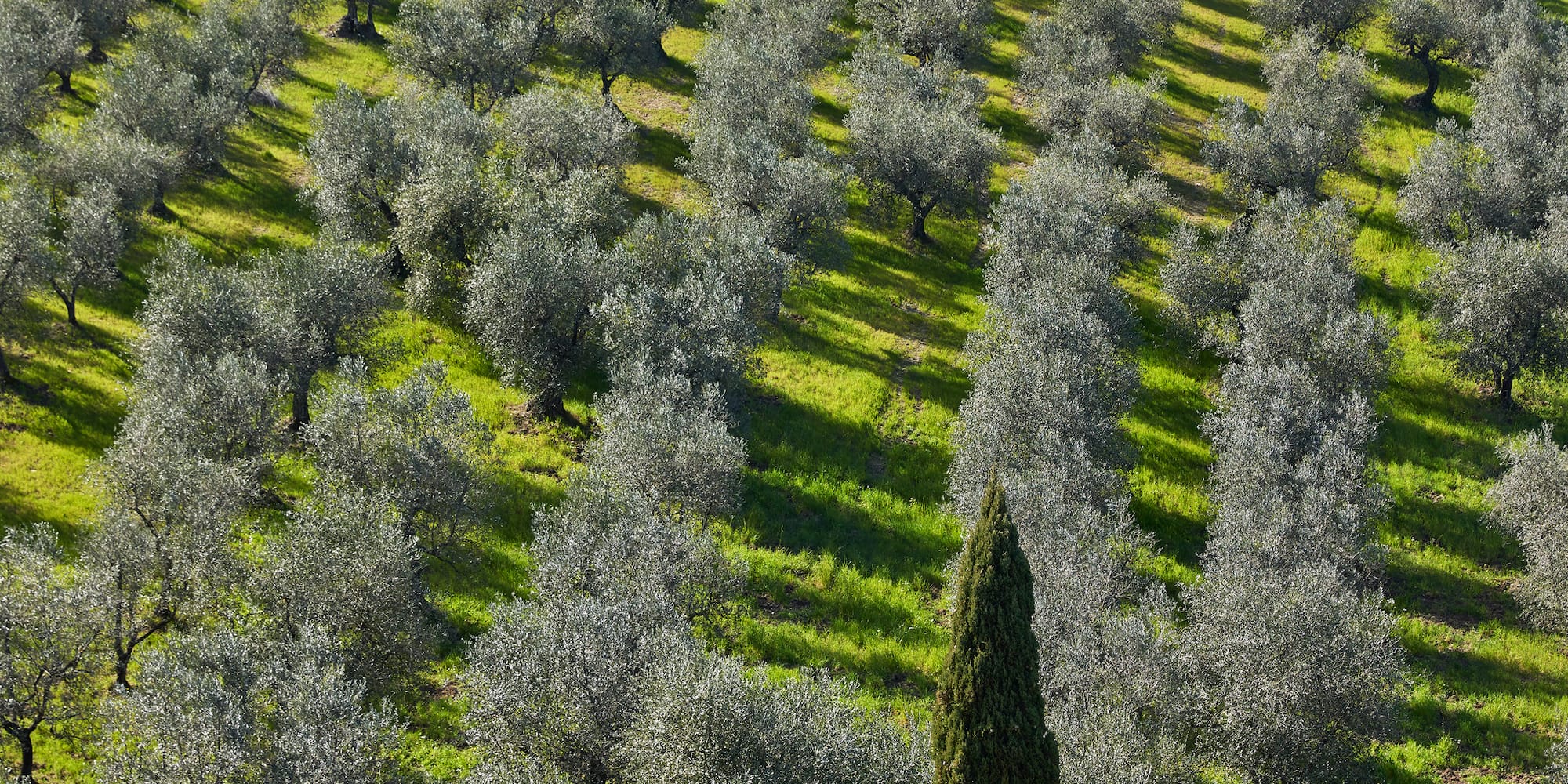 a field of trees with mountains in the background