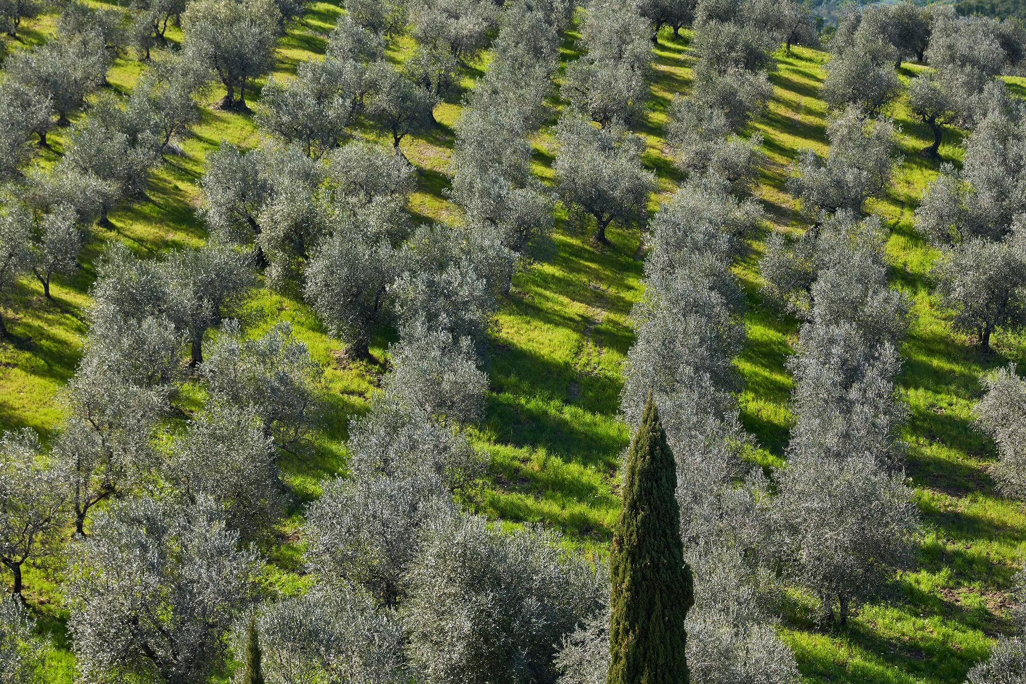 Tuscan olive grove with cypress trees on a sunny green hillside.