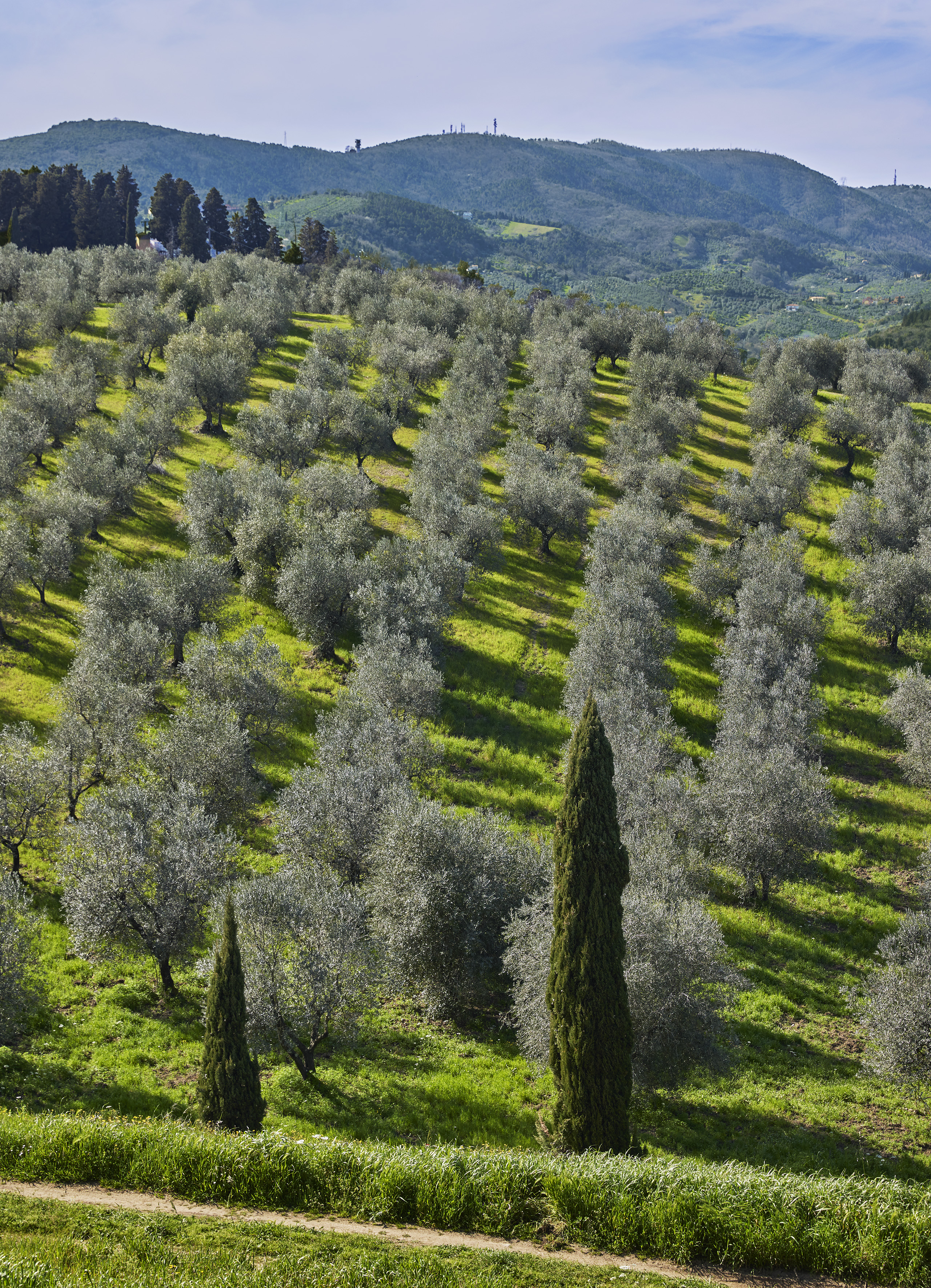 Tuscan olive grove with cypress trees on a sunny green hillside.