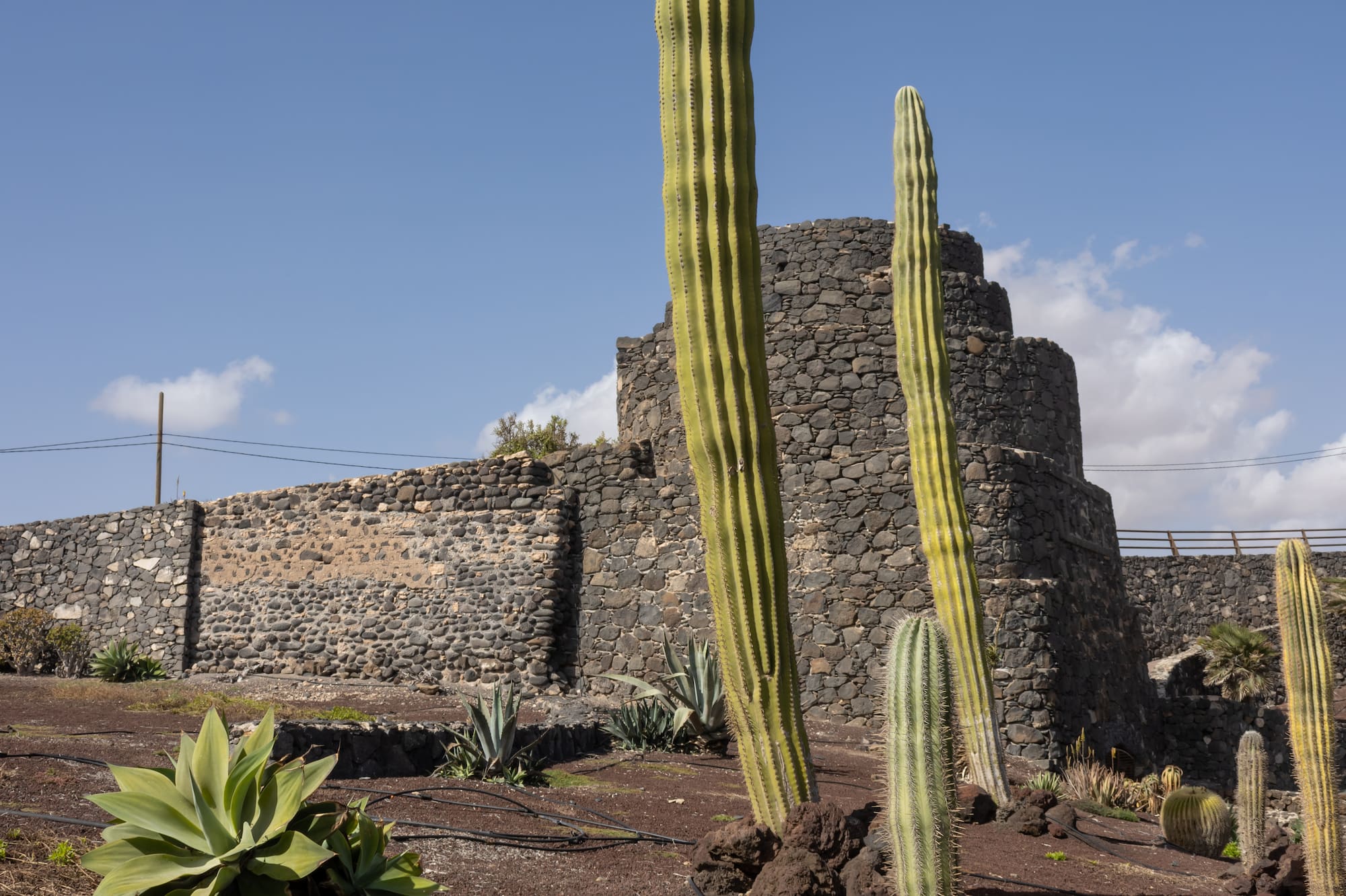 Altos cactus verdes, agave, suelo volcánico rojizo y muro de piedra.