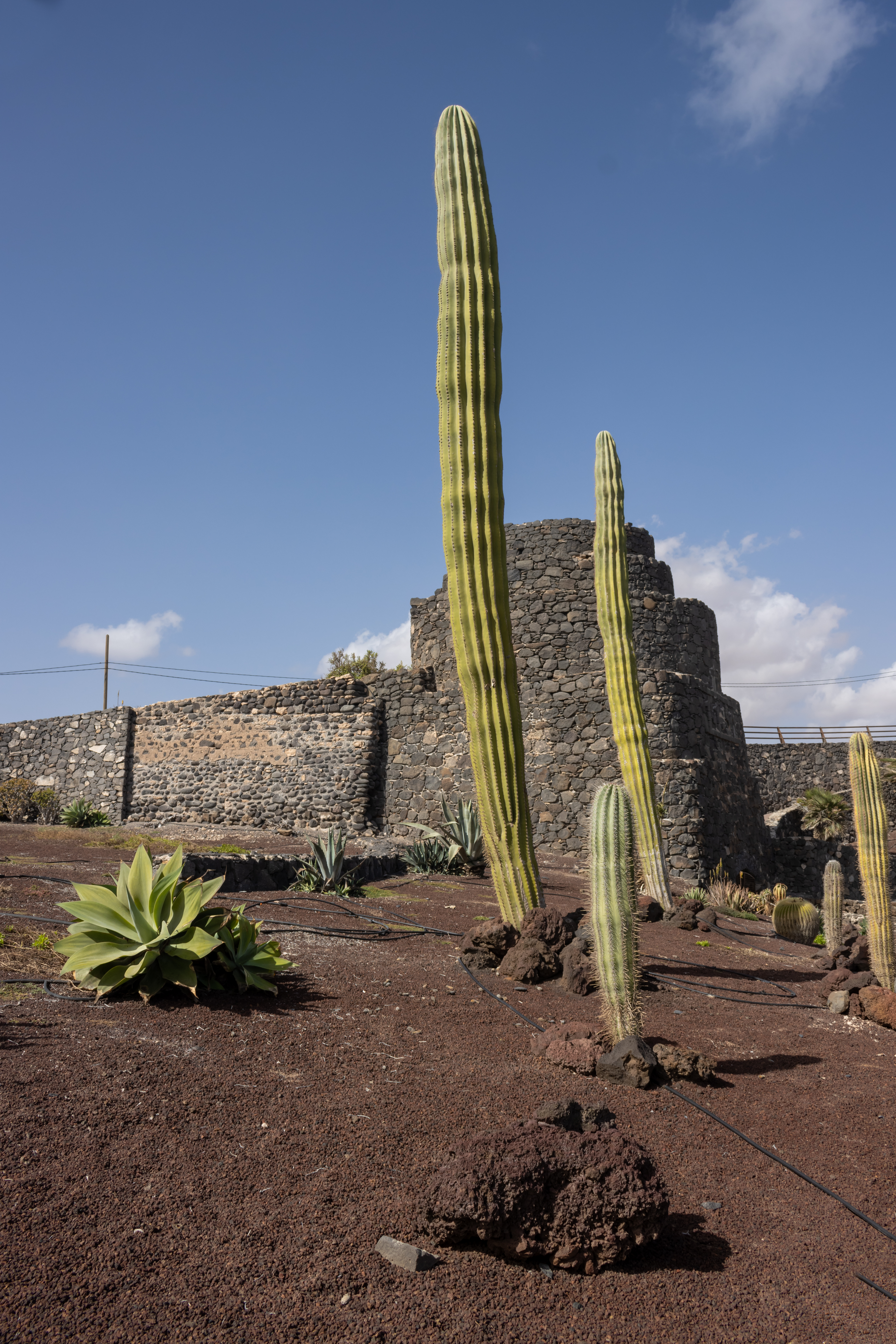 Altos cactus verdes, agave, suelo volcánico rojizo y muro de piedra.