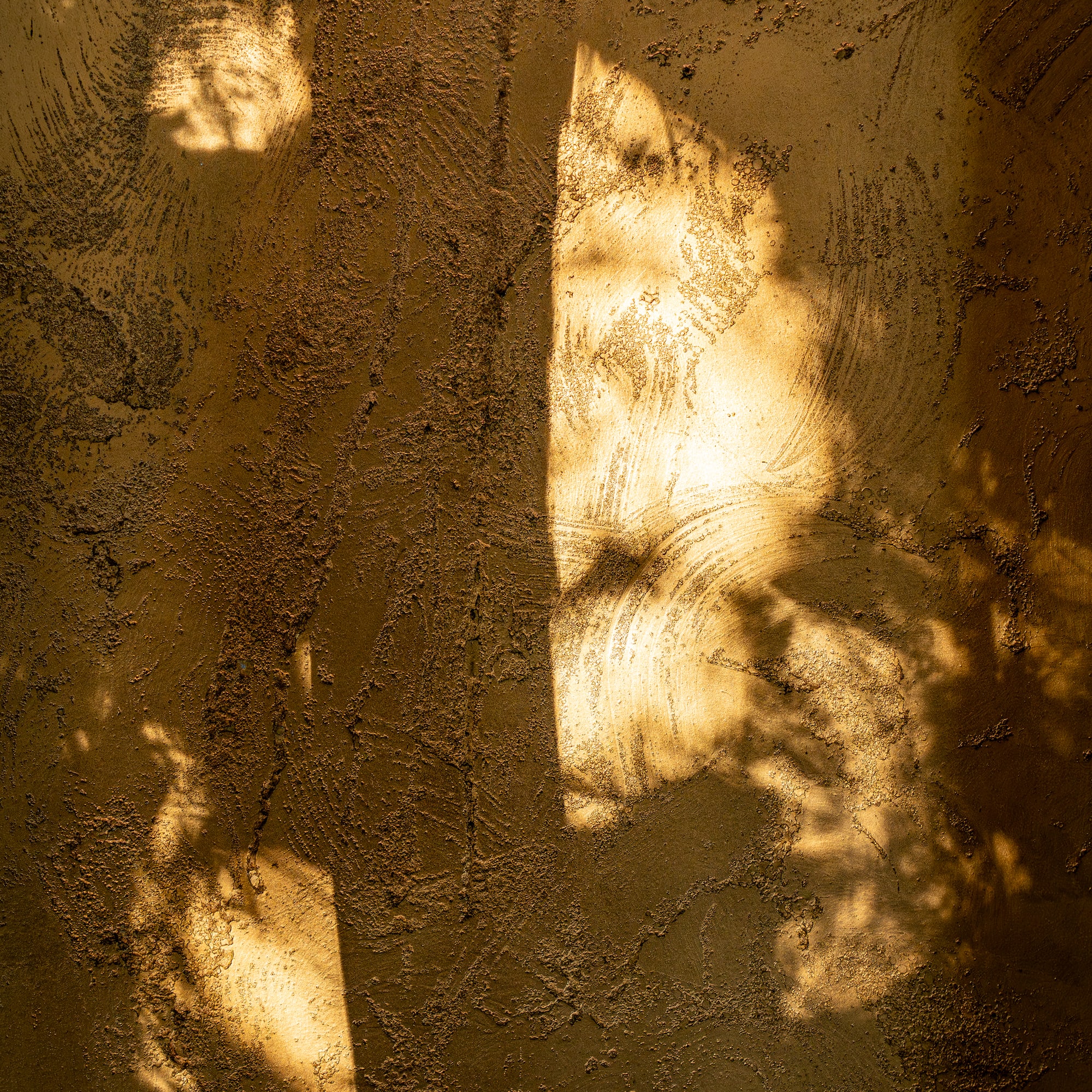 a tree shadow on a wall