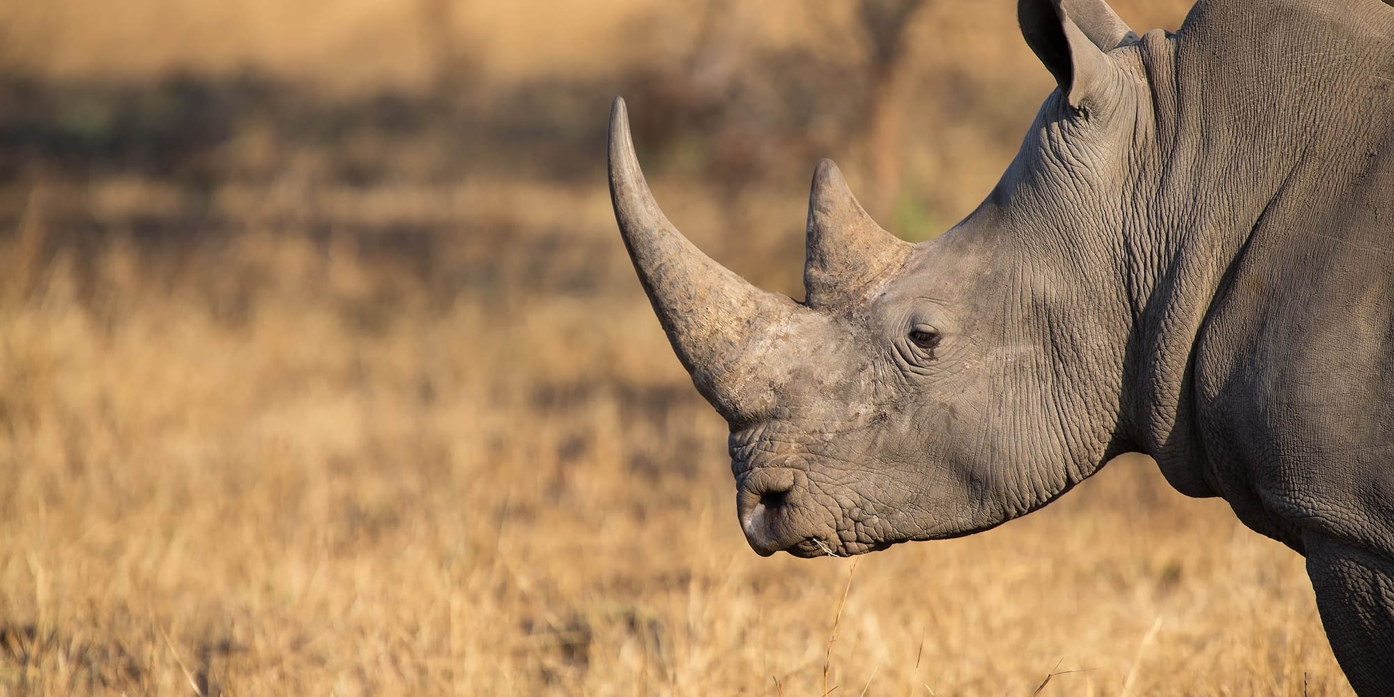 a rhinoceros in a field