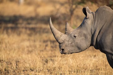 a rhinoceros in a field
