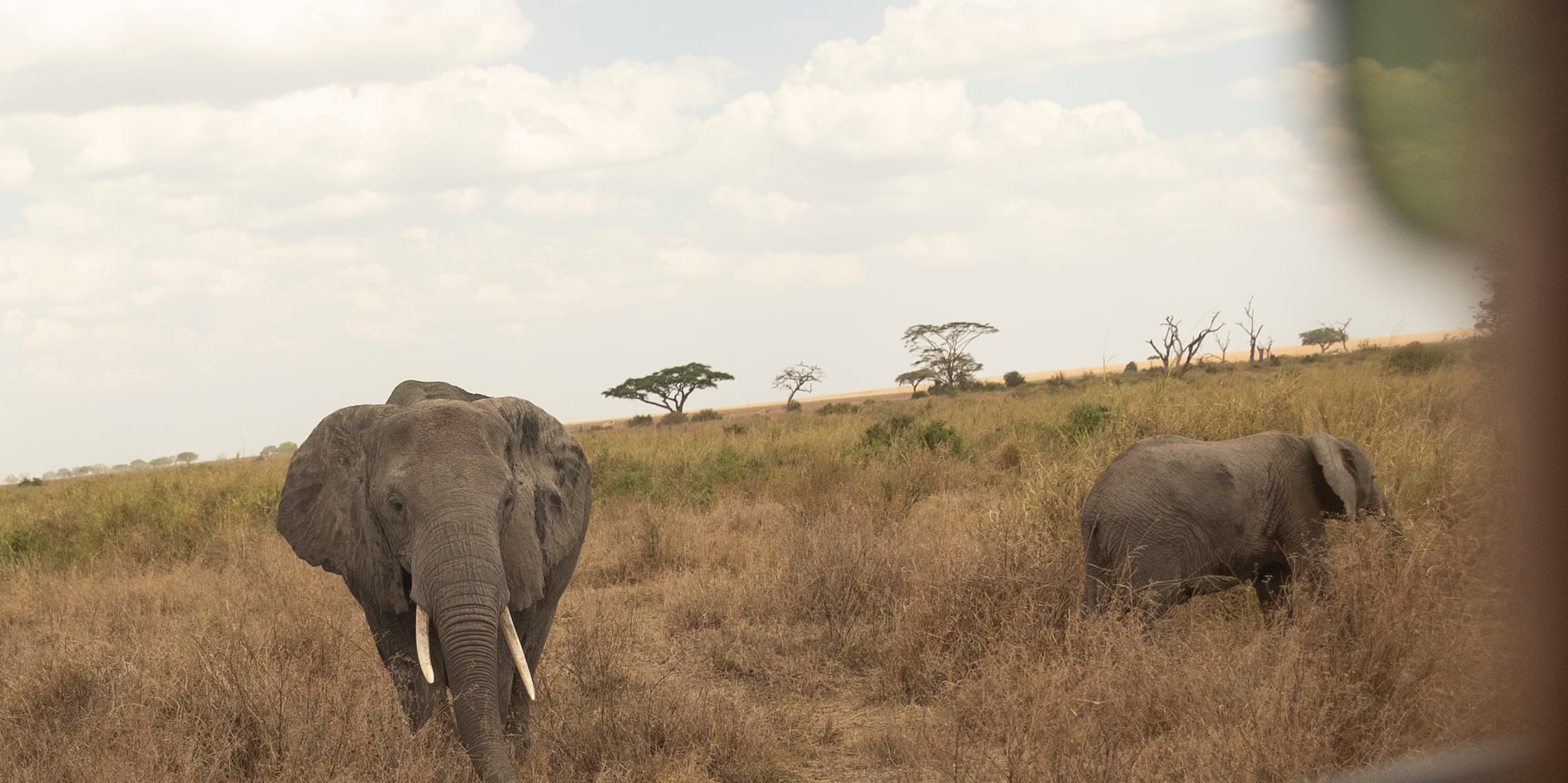 elephants in a field