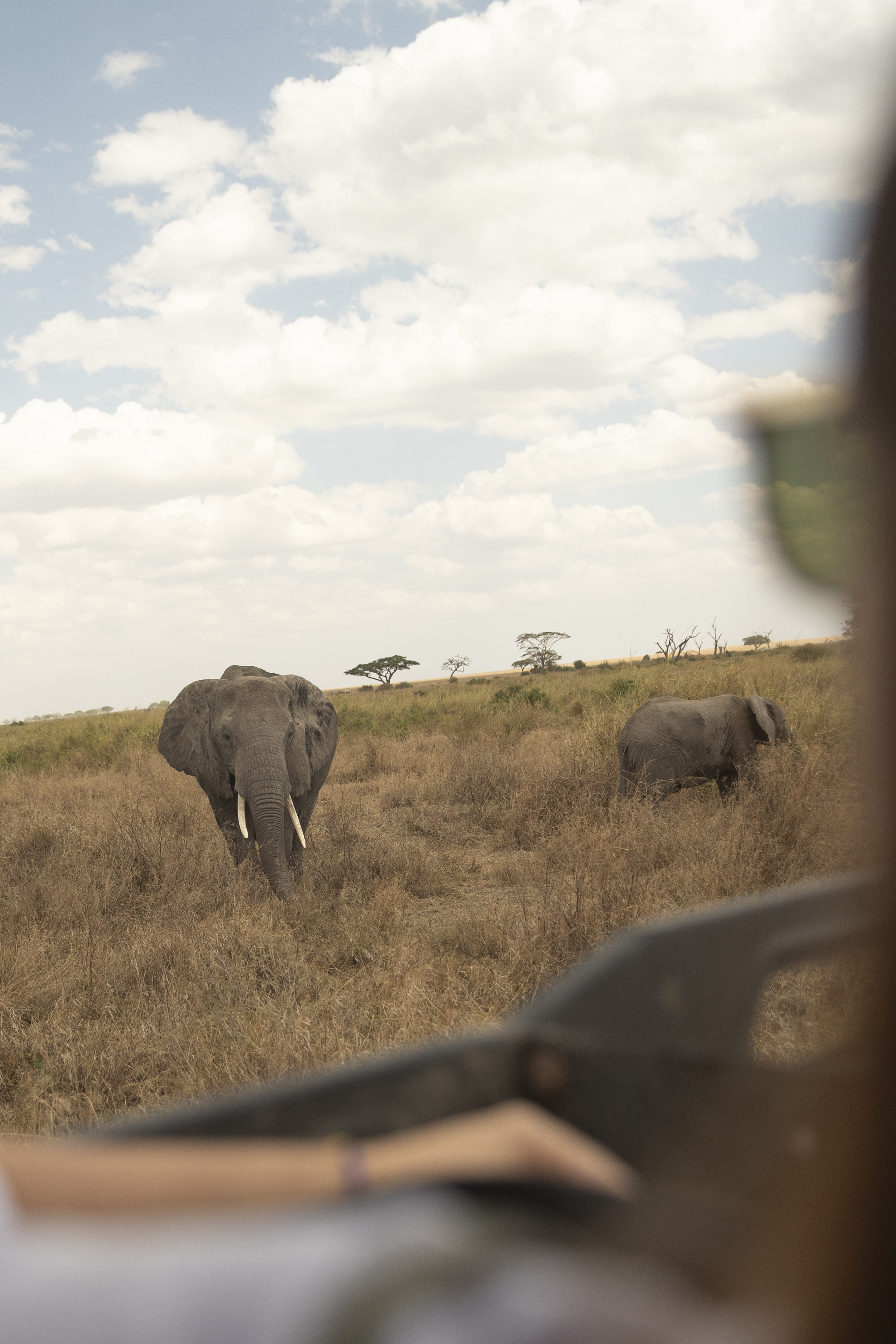 elephants in a field