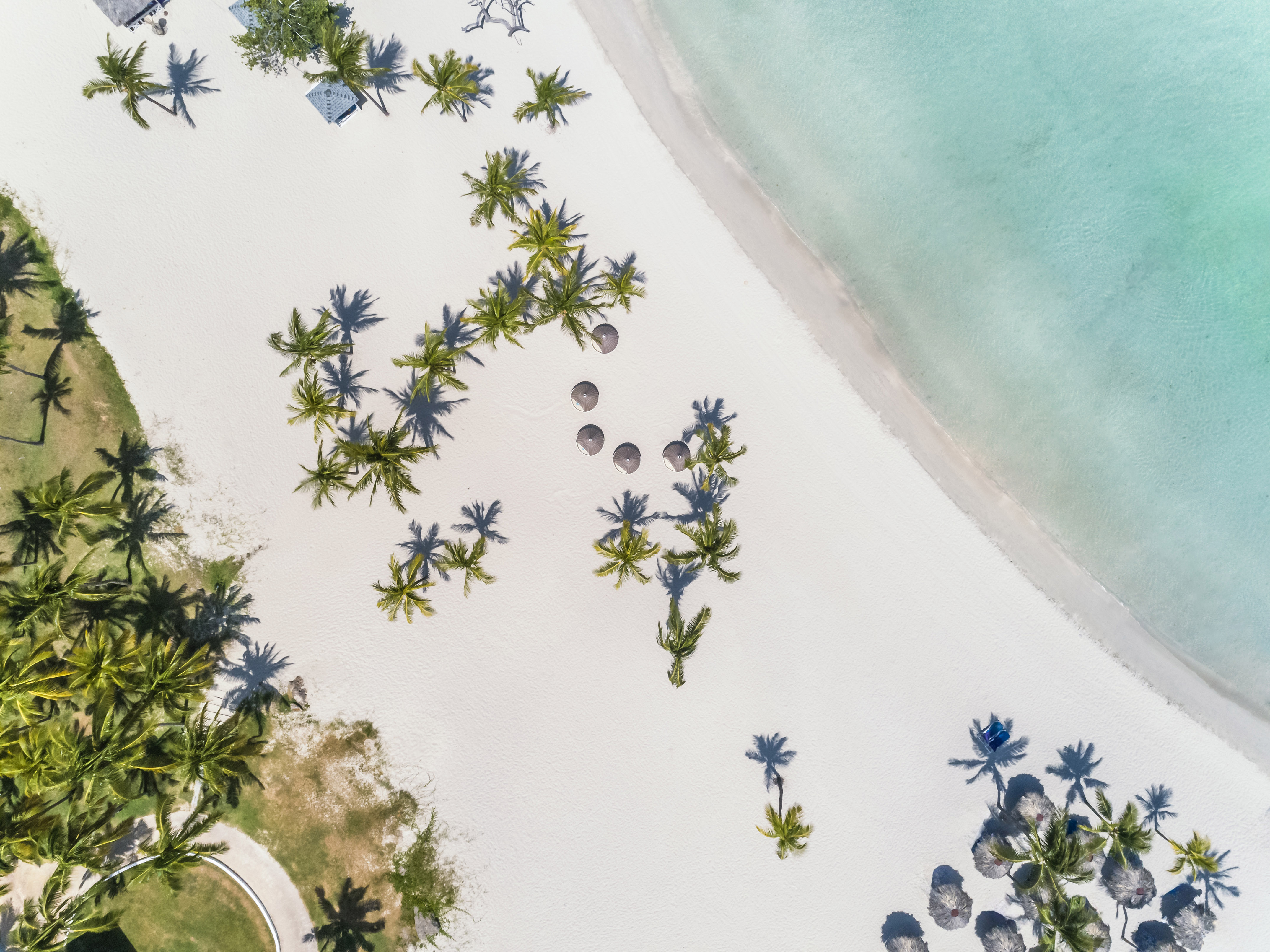 a beach with umbrellas and palm trees