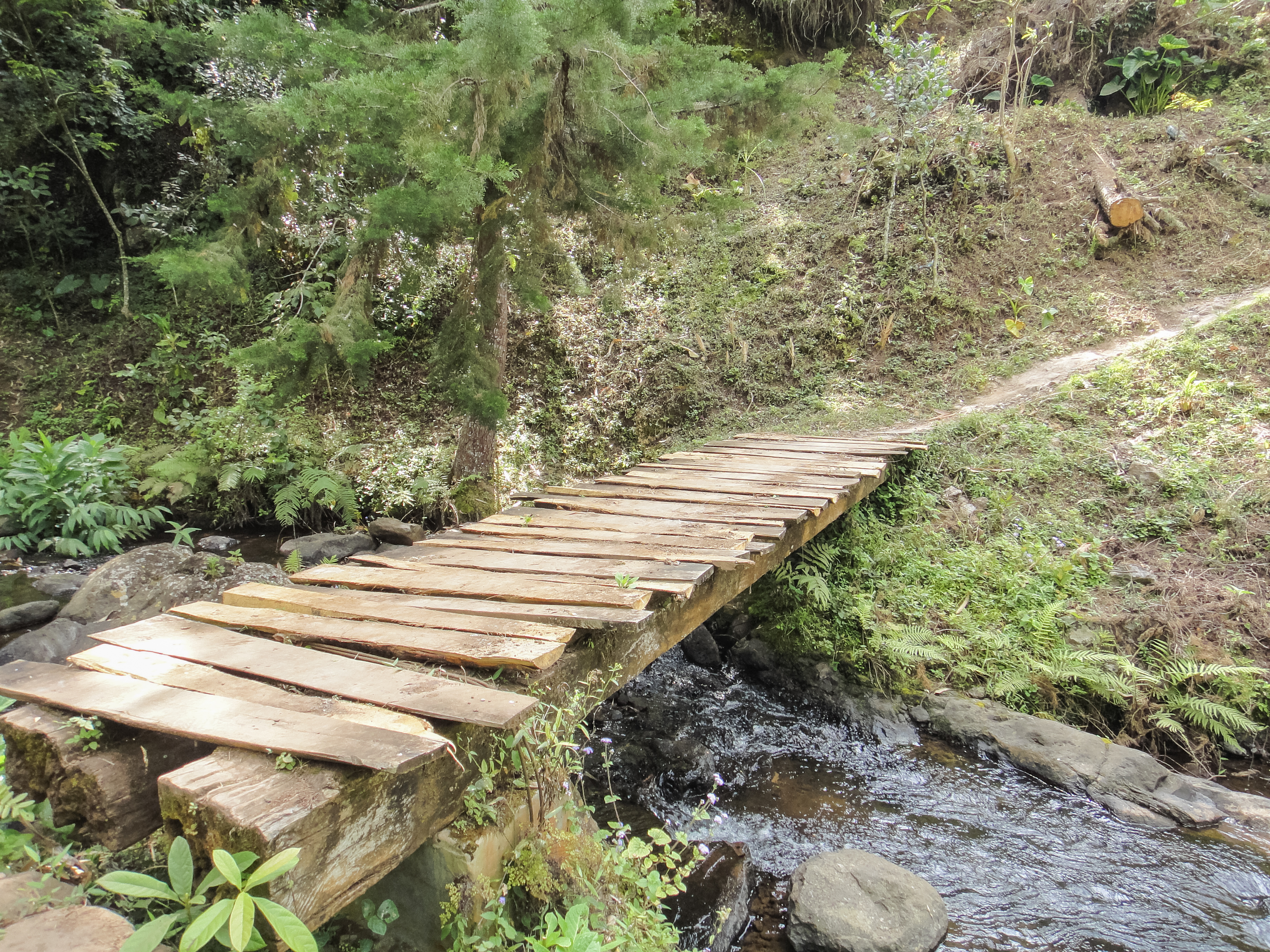 Puente de madera rústico sobre arroyo en bosque, sendero natural.