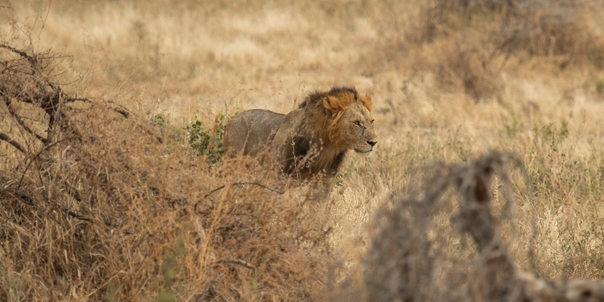 a lion in a field