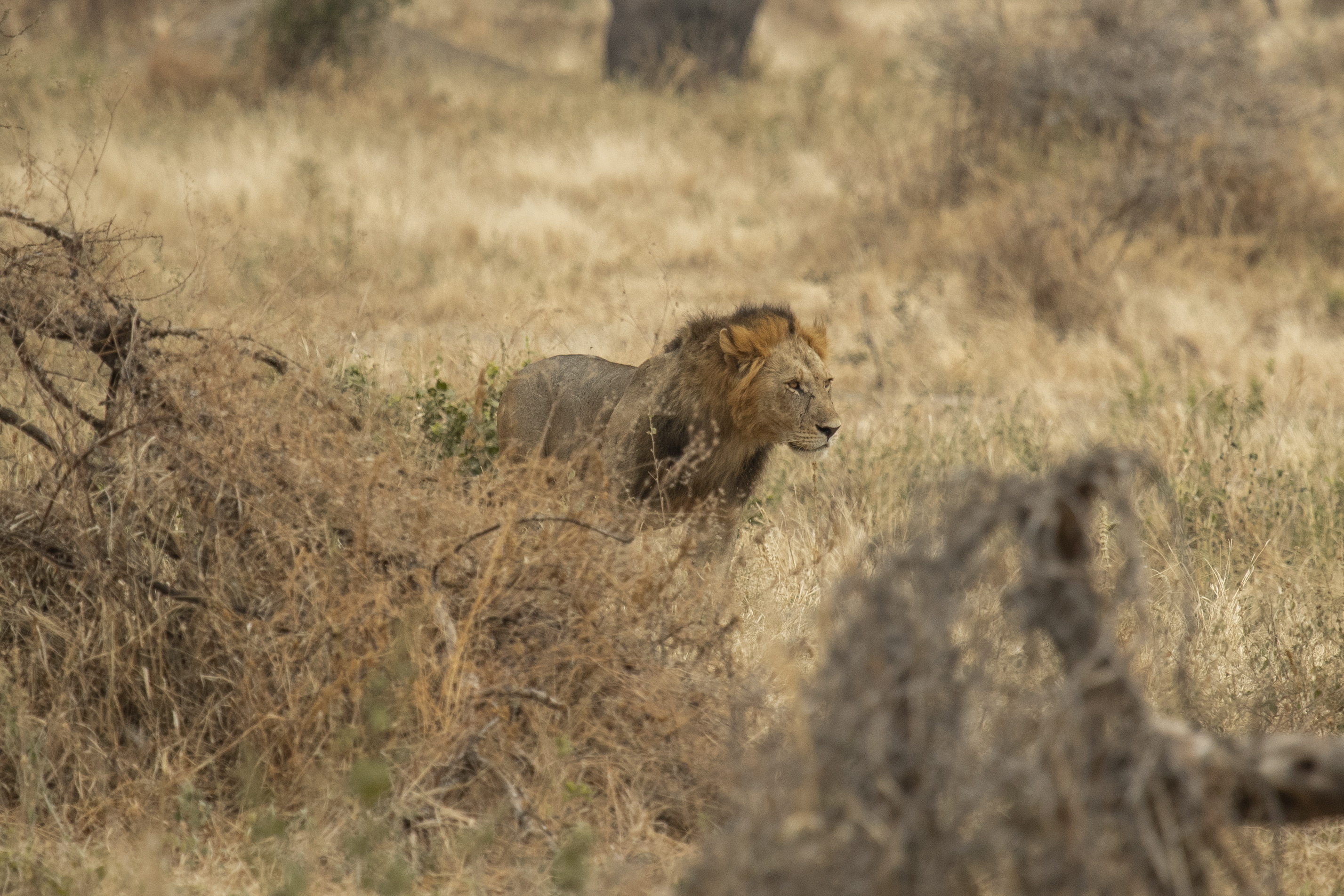 a lion in a field