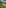 Girl in conical hat harvesting vegetables in a lush tropical garden.