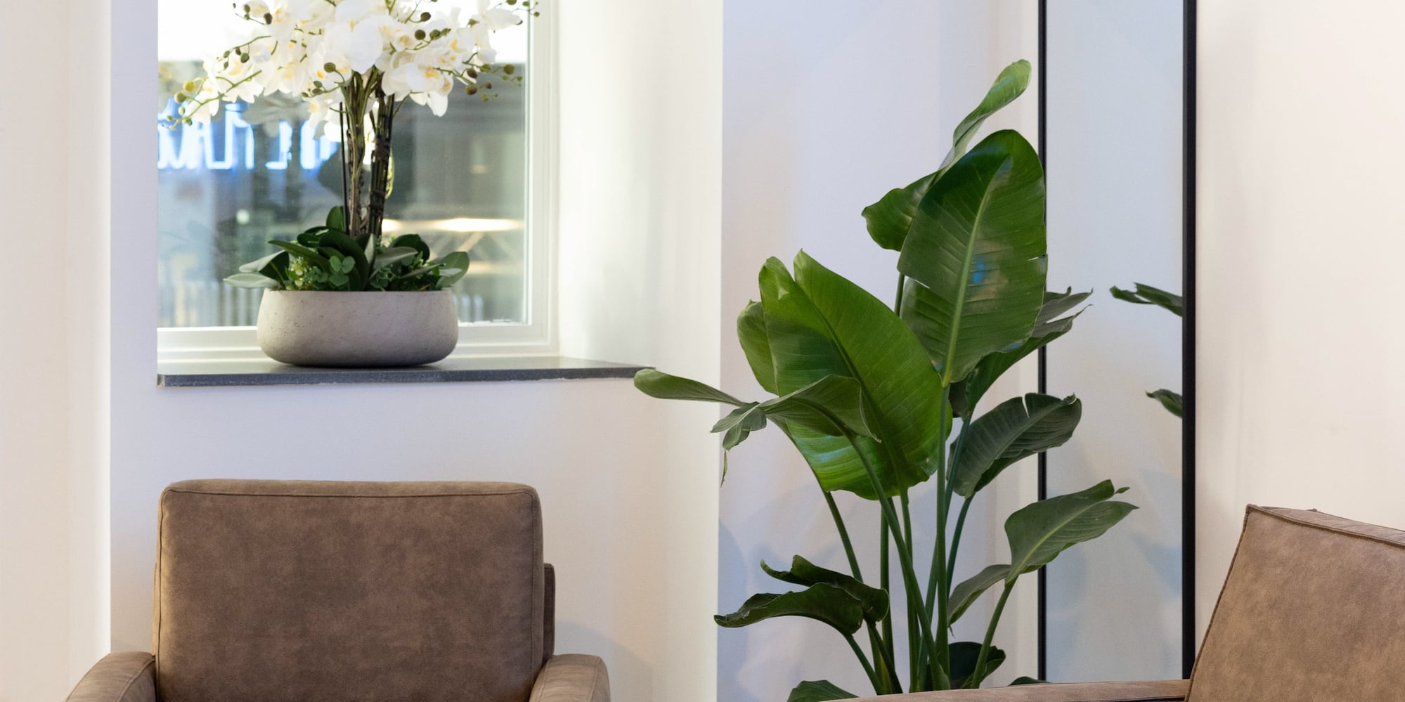 a room with two brown chairs and a plant