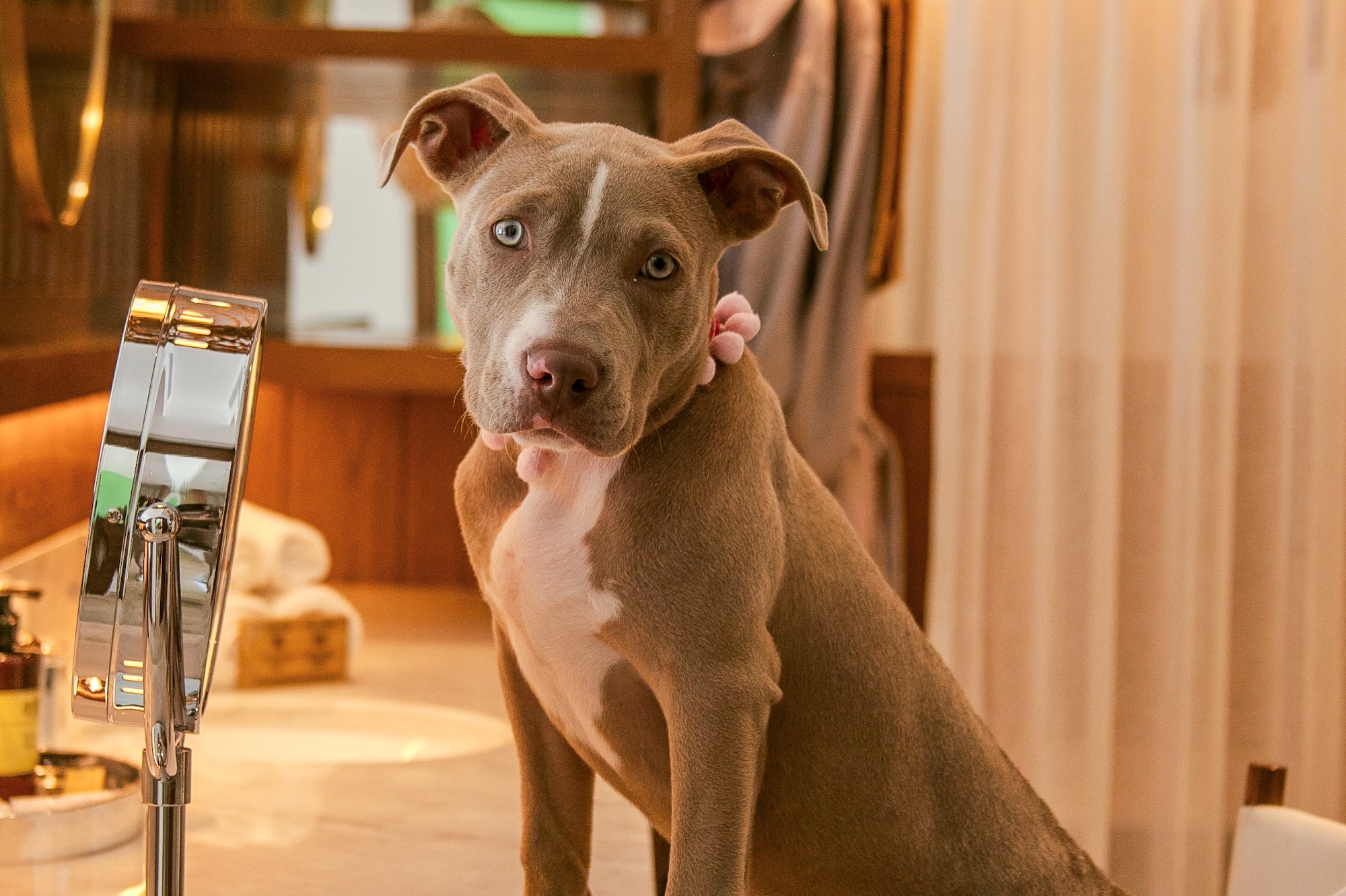 a dog standing on a counter