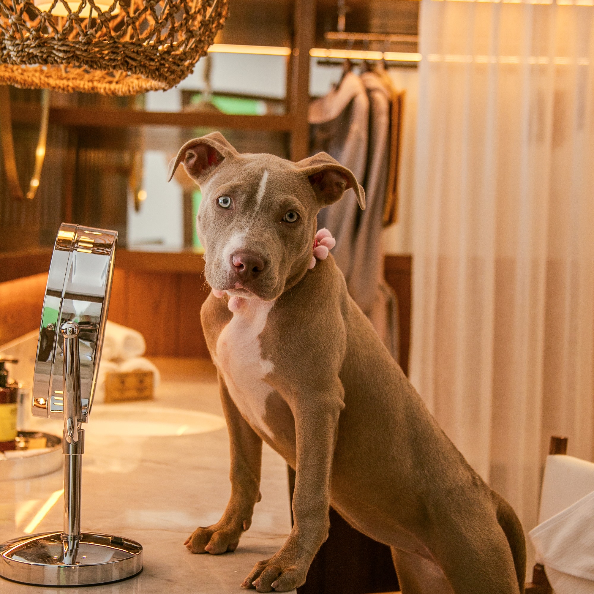 a dog standing on a counter