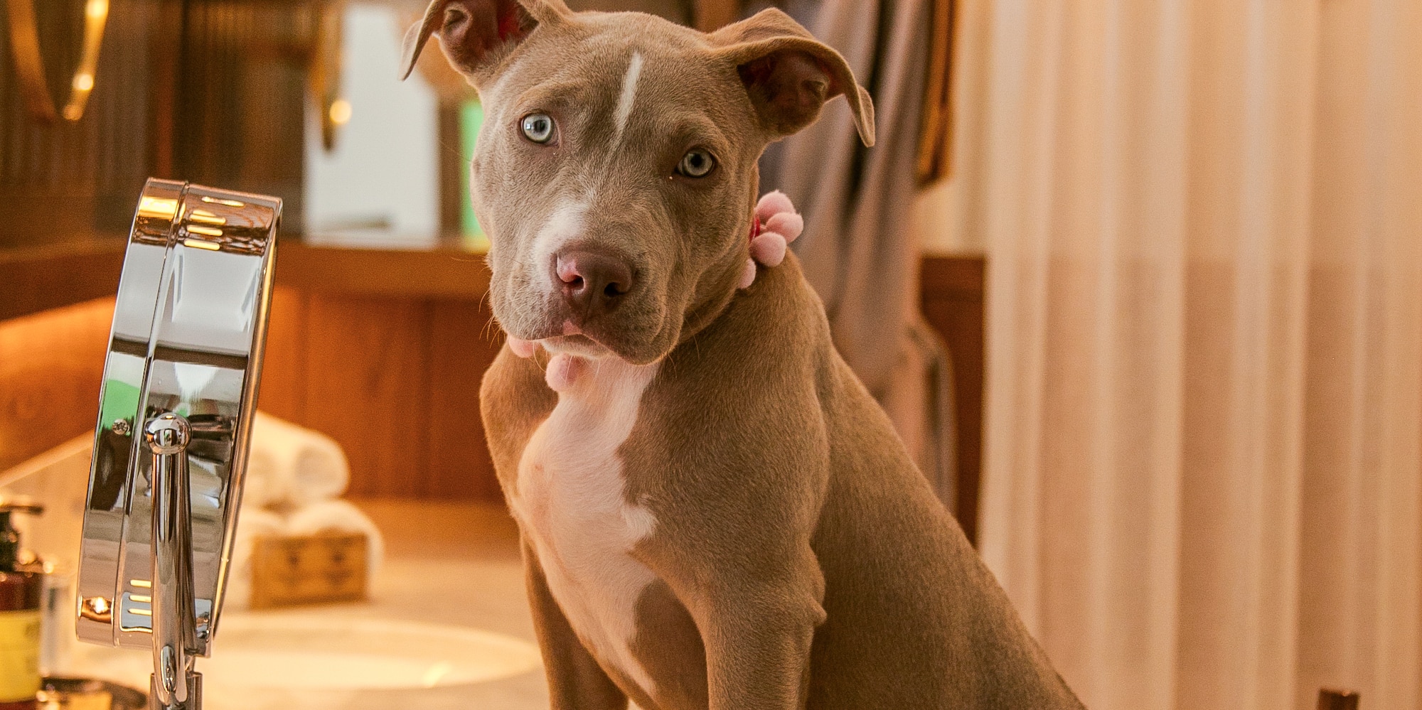 a dog standing on a counter