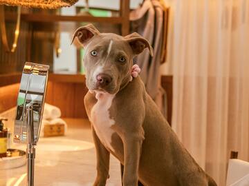 a dog standing on a counter