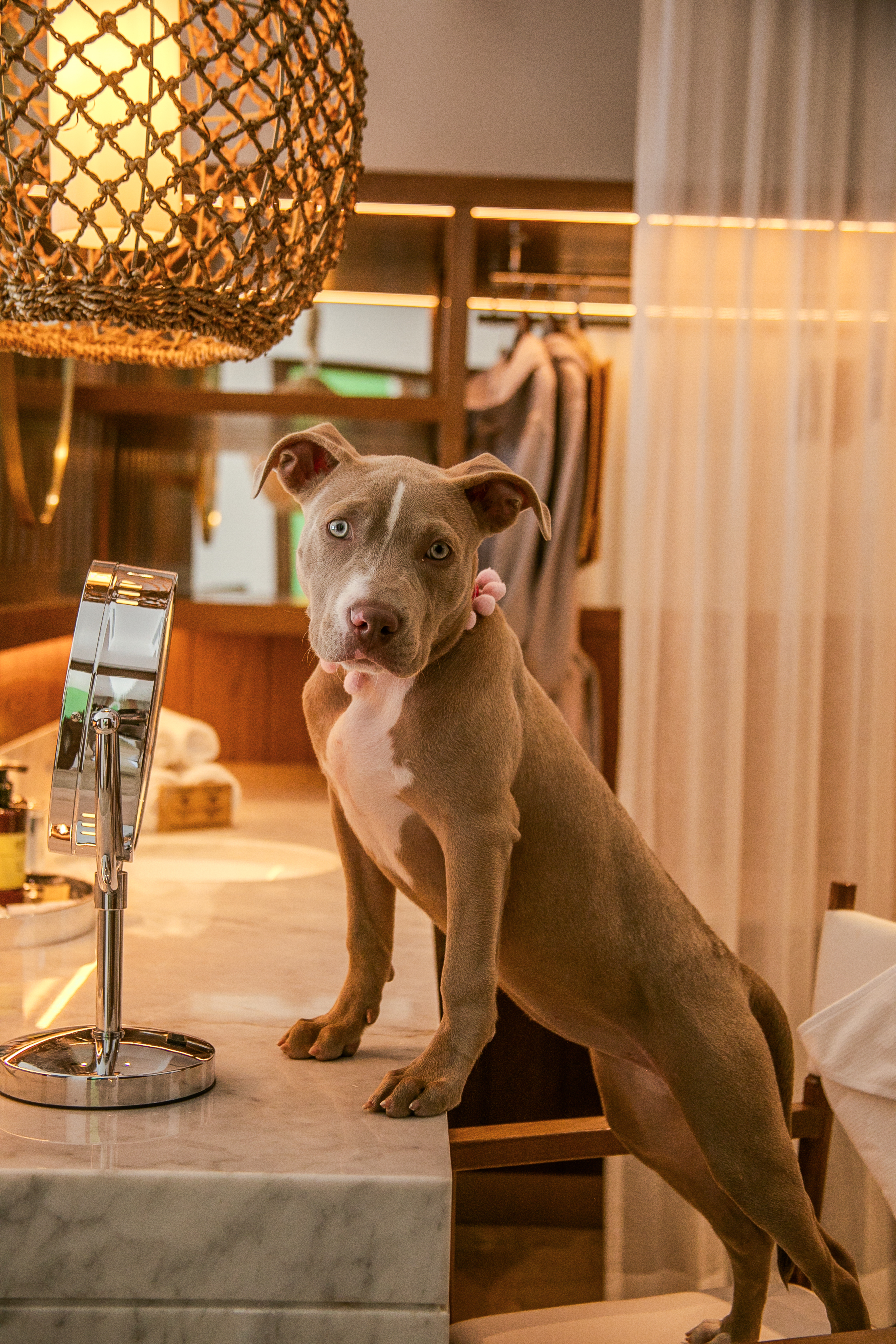 Light brown Pitbull puppy with blue eyes on a marble bathroom vanity.