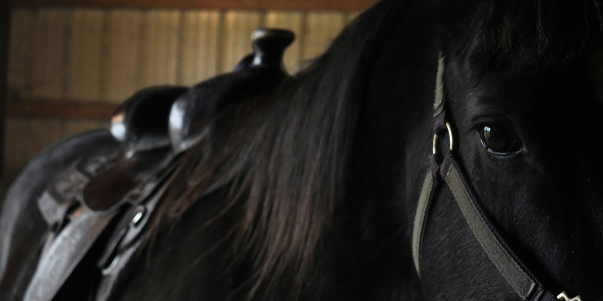 Caballo negro con silla de montar y cabestro, en establo oscuro.