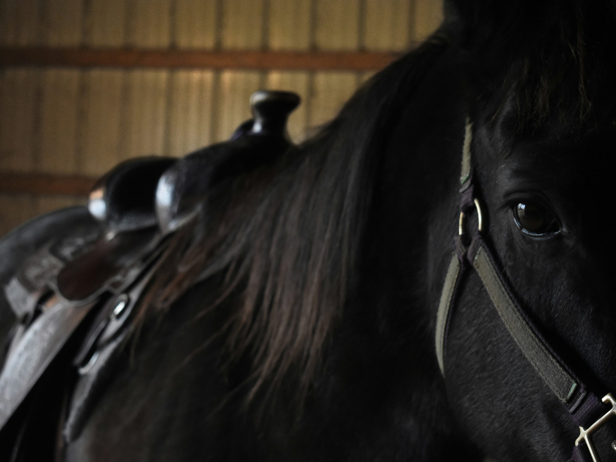 Caballo negro con silla de montar y cabestro, en establo oscuro.