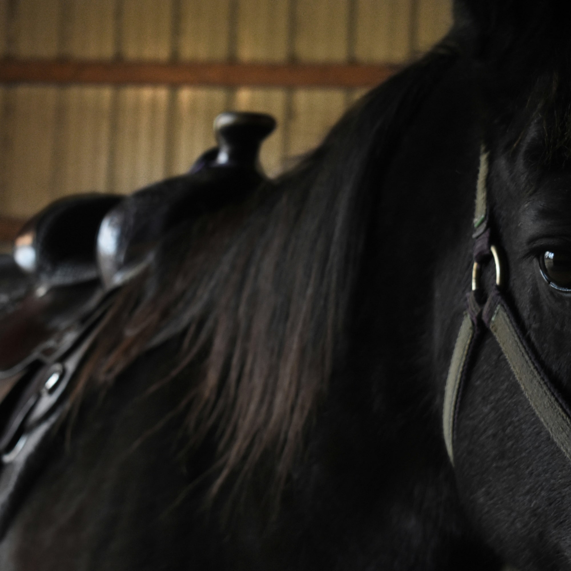 Caballo negro con silla de montar y cabestro, en establo oscuro.