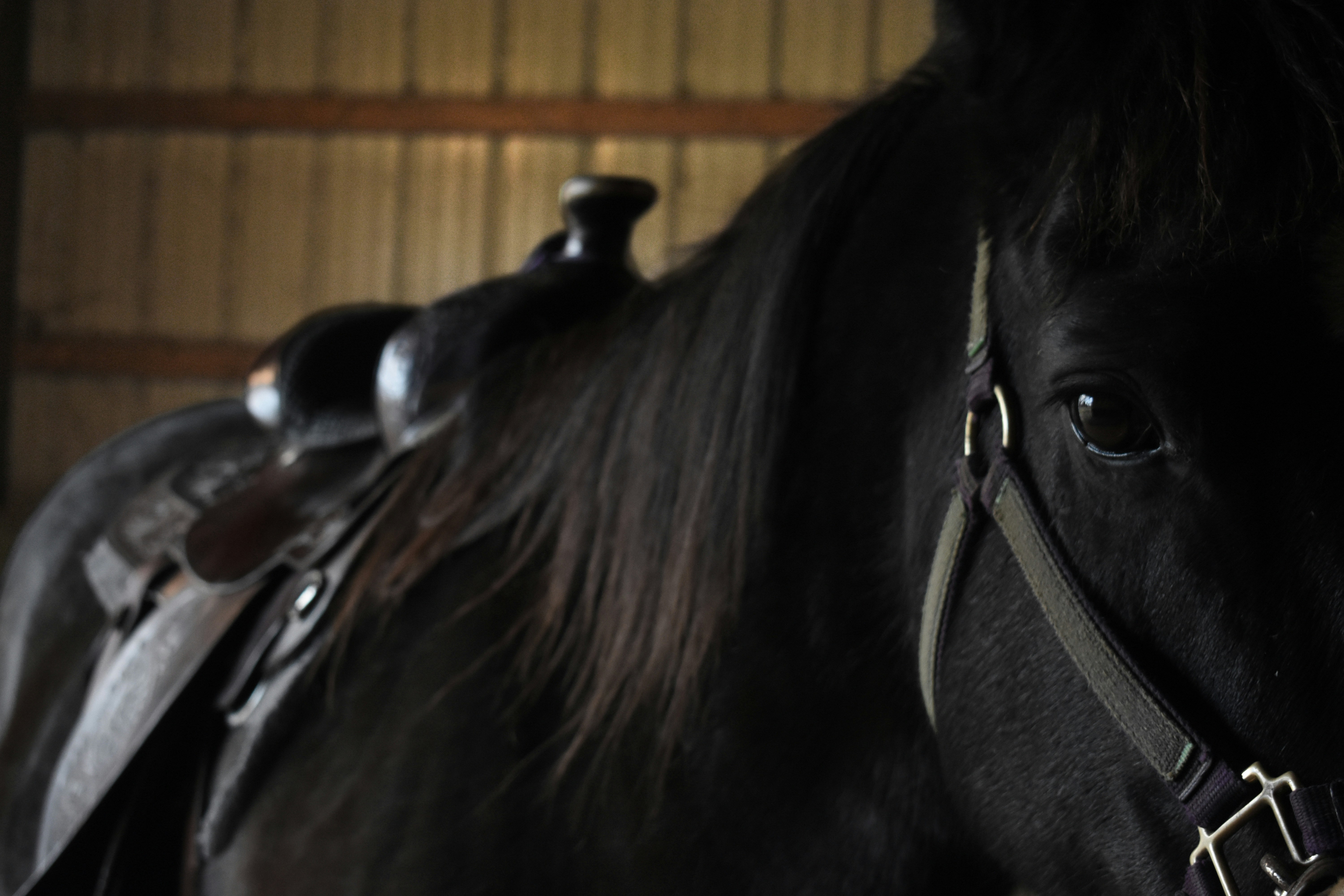Caballo negro con silla de montar y cabestro, en establo oscuro.