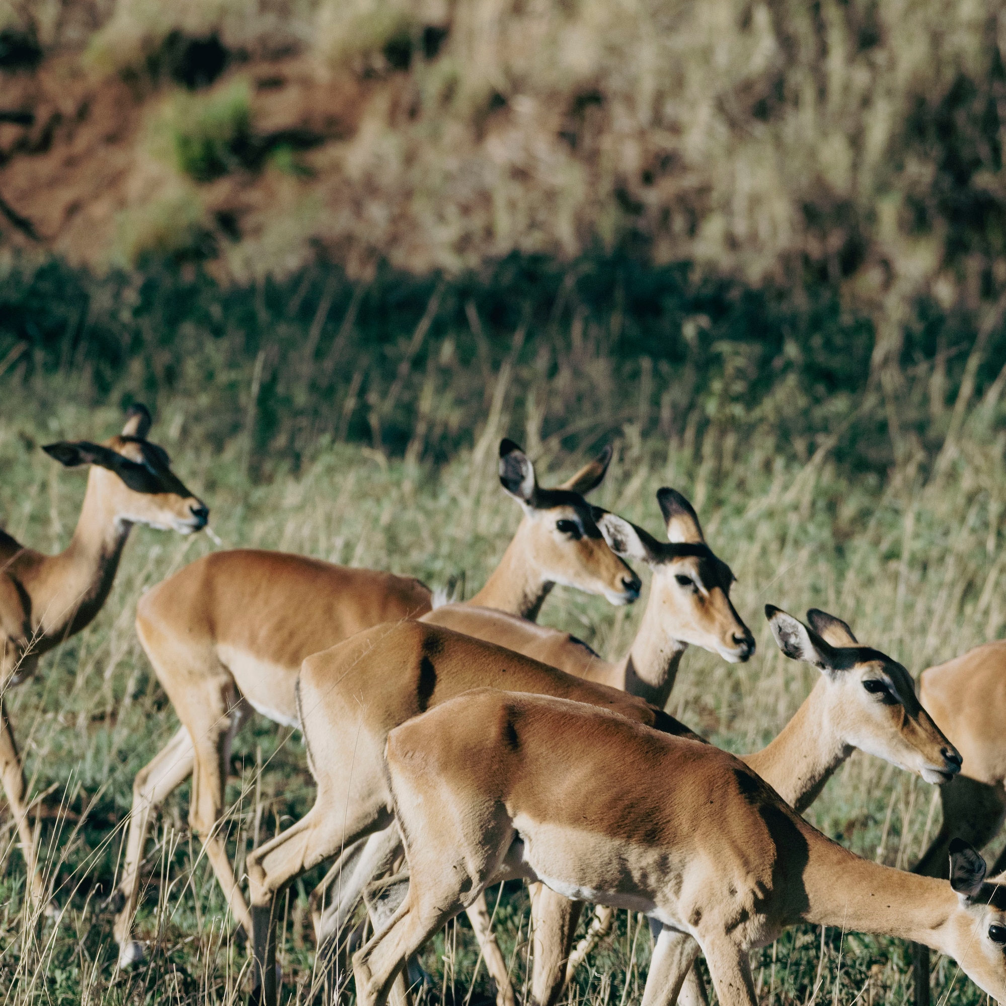 a group of deer walking in a field