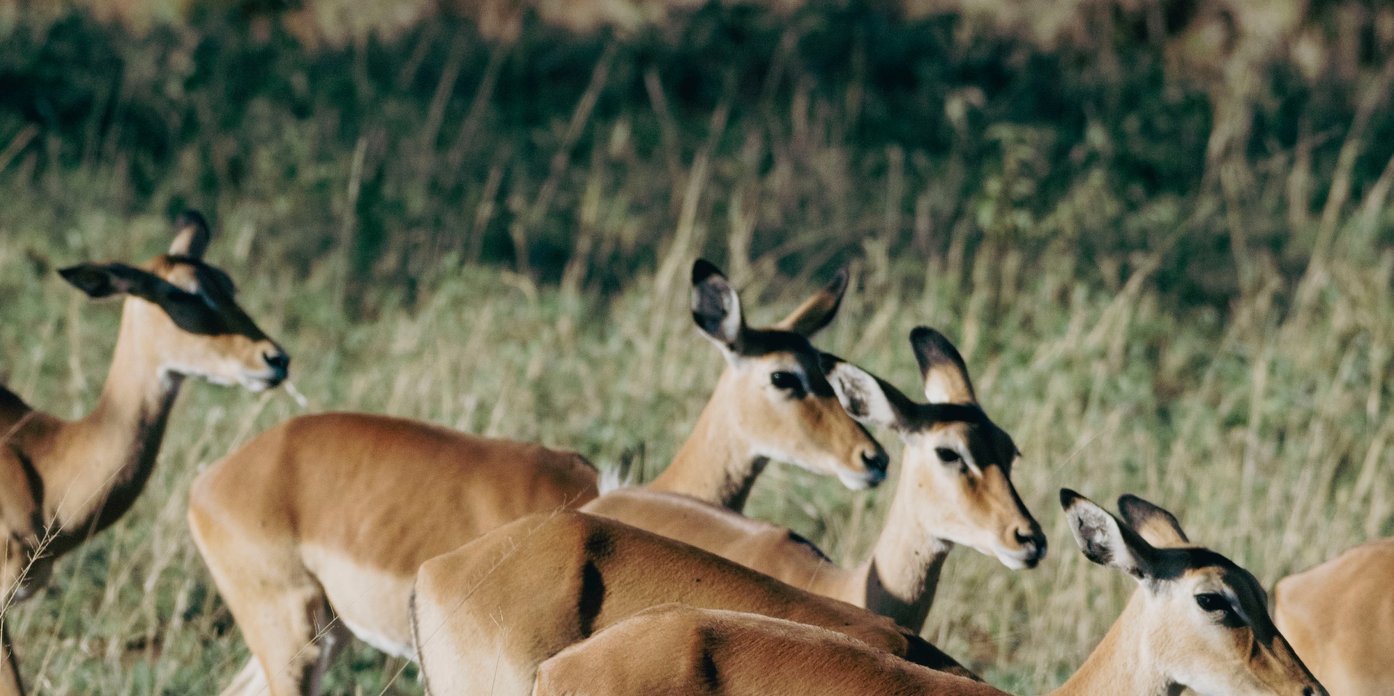 a group of deer walking in a field