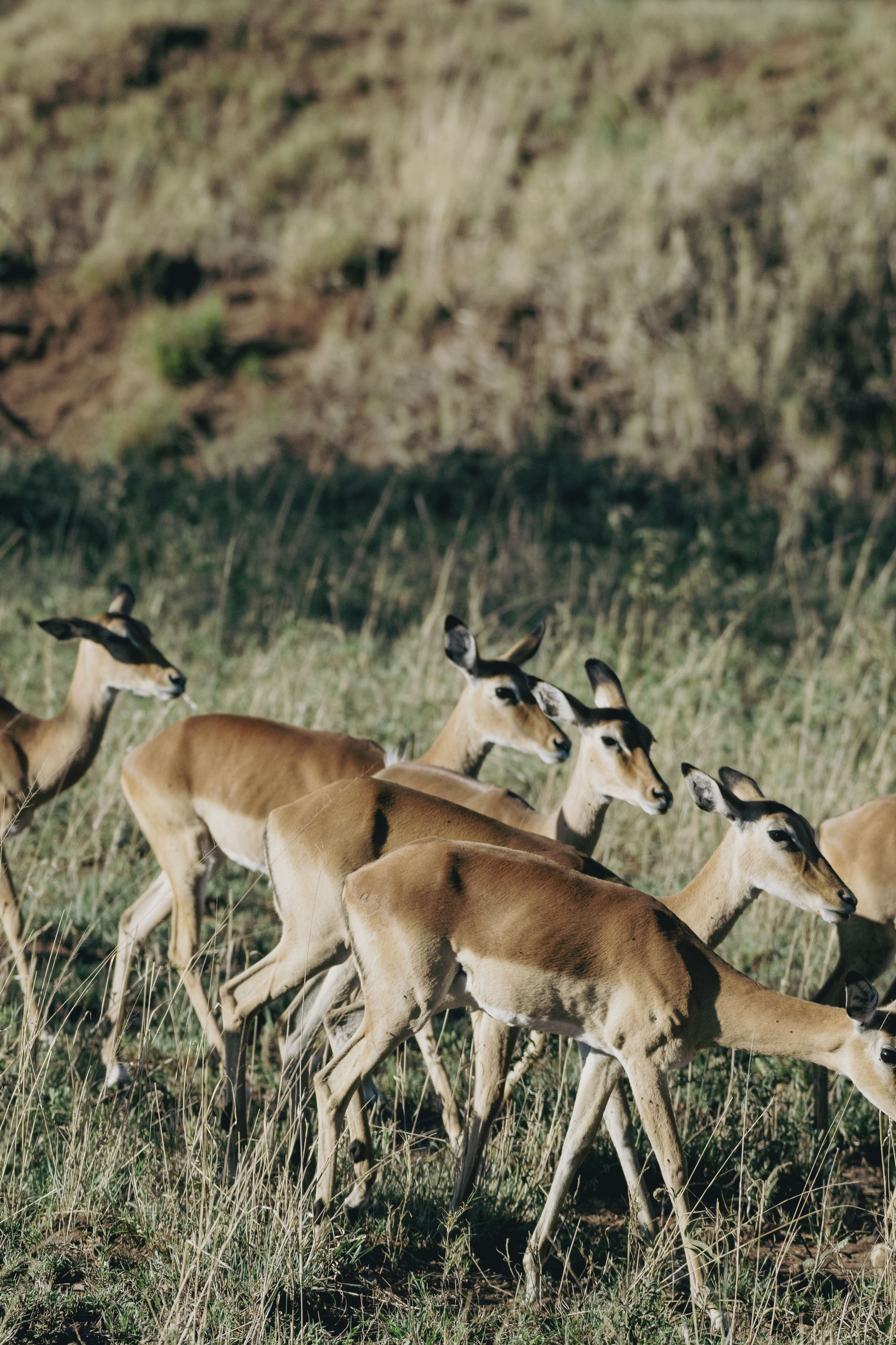 Several impalas with fawn coats foraging in dry grass, African wildlife.