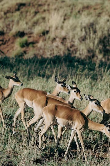 a group of deer walking in a field
