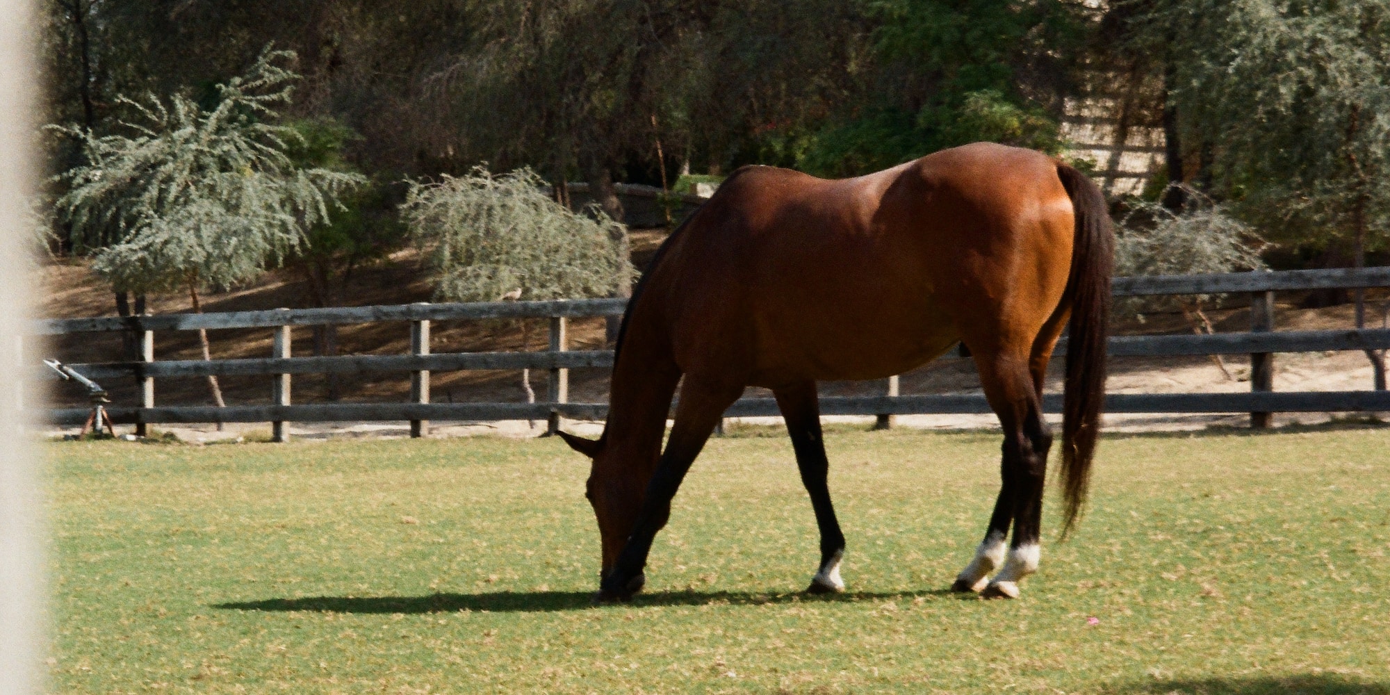 a horse grazing in a field