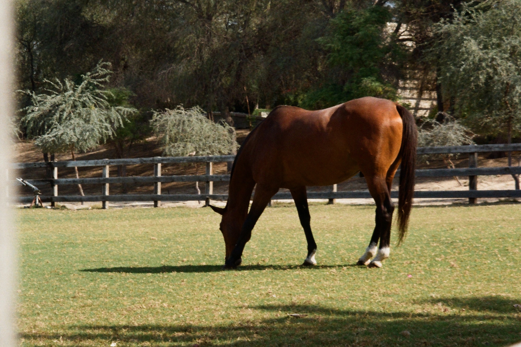 Bay horse grazing green grass in a fenced paddock with trees.