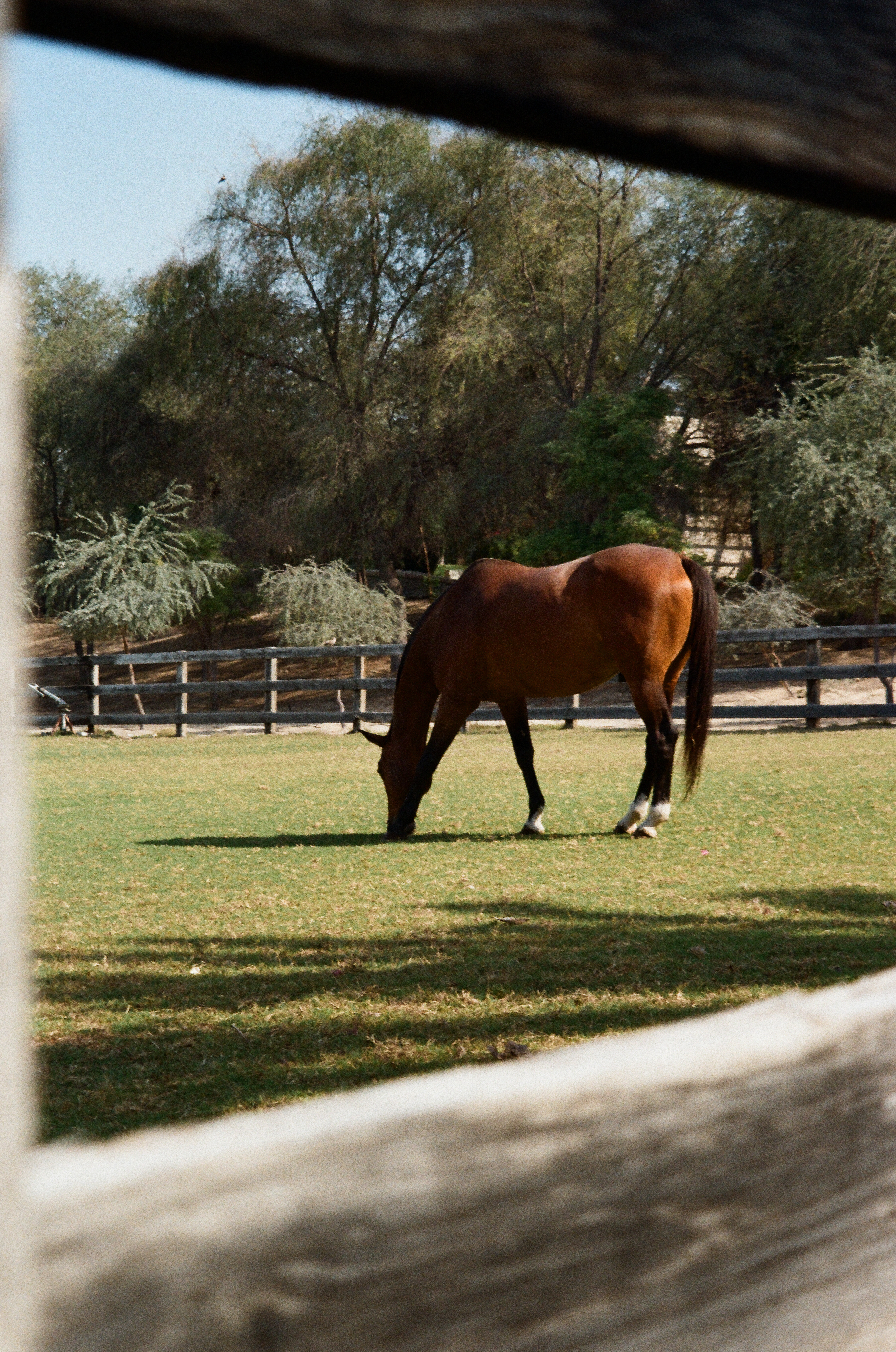 Bay horse grazing green grass in a fenced paddock with trees.