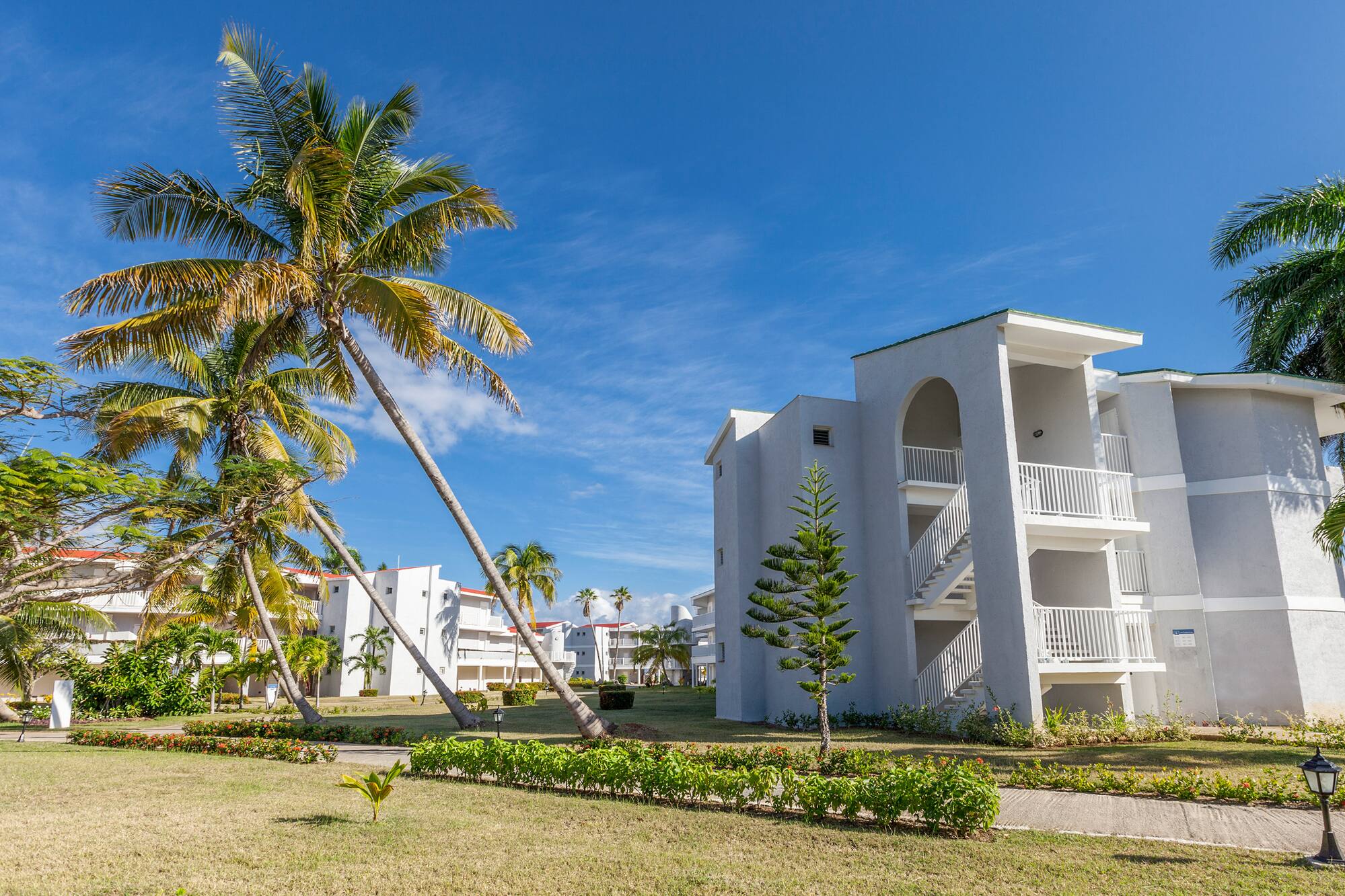a palm trees and buildings