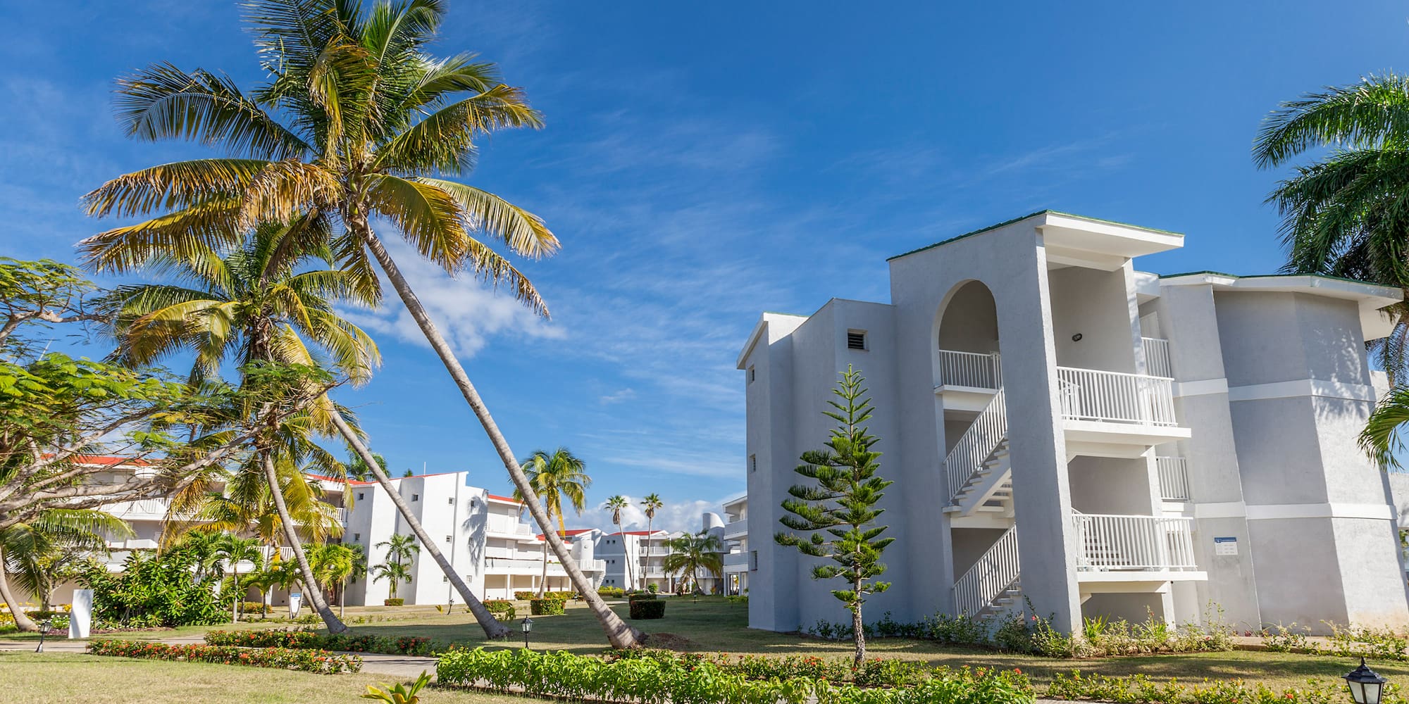 a palm trees and buildings