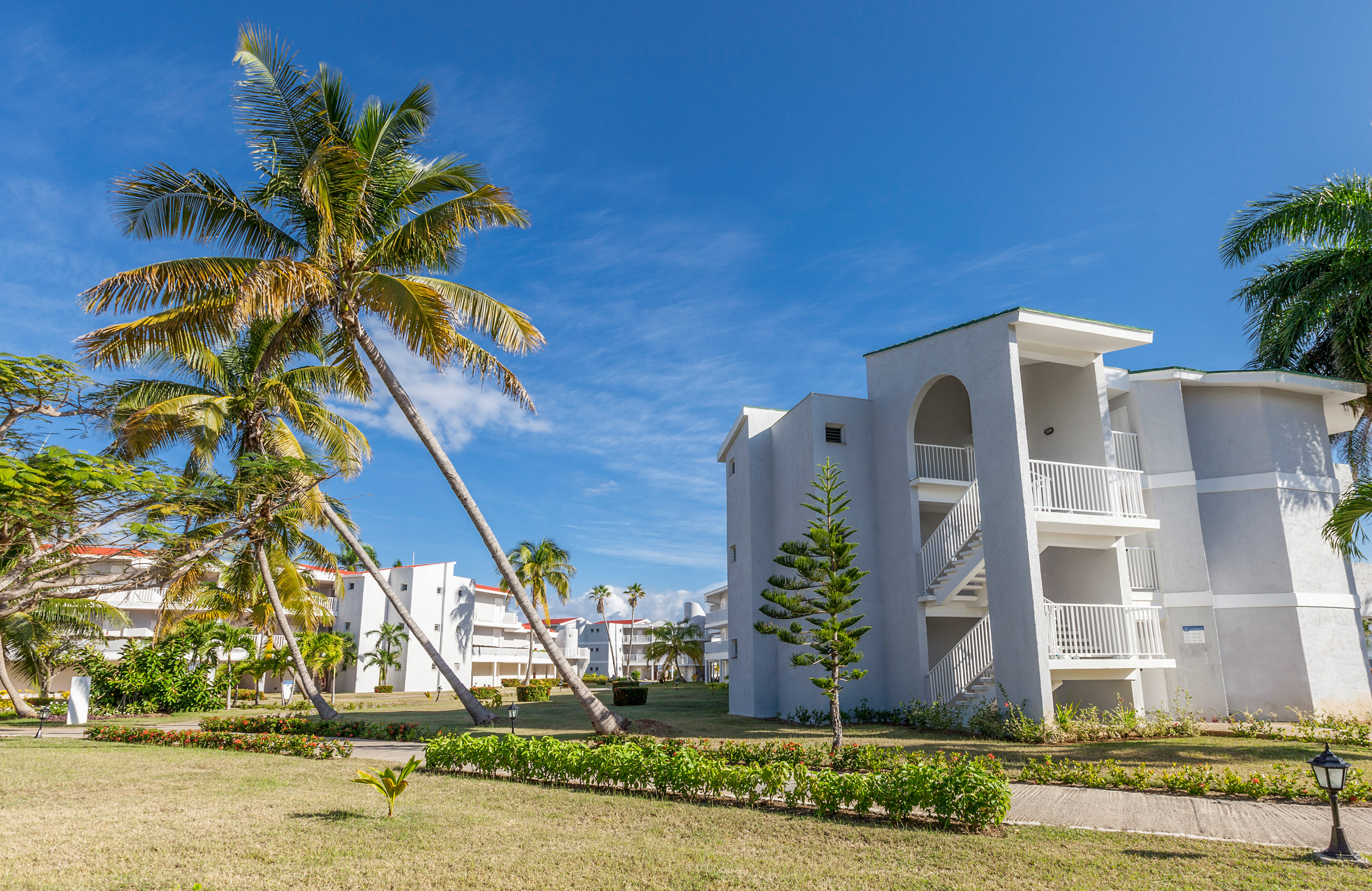 a palm trees and buildings