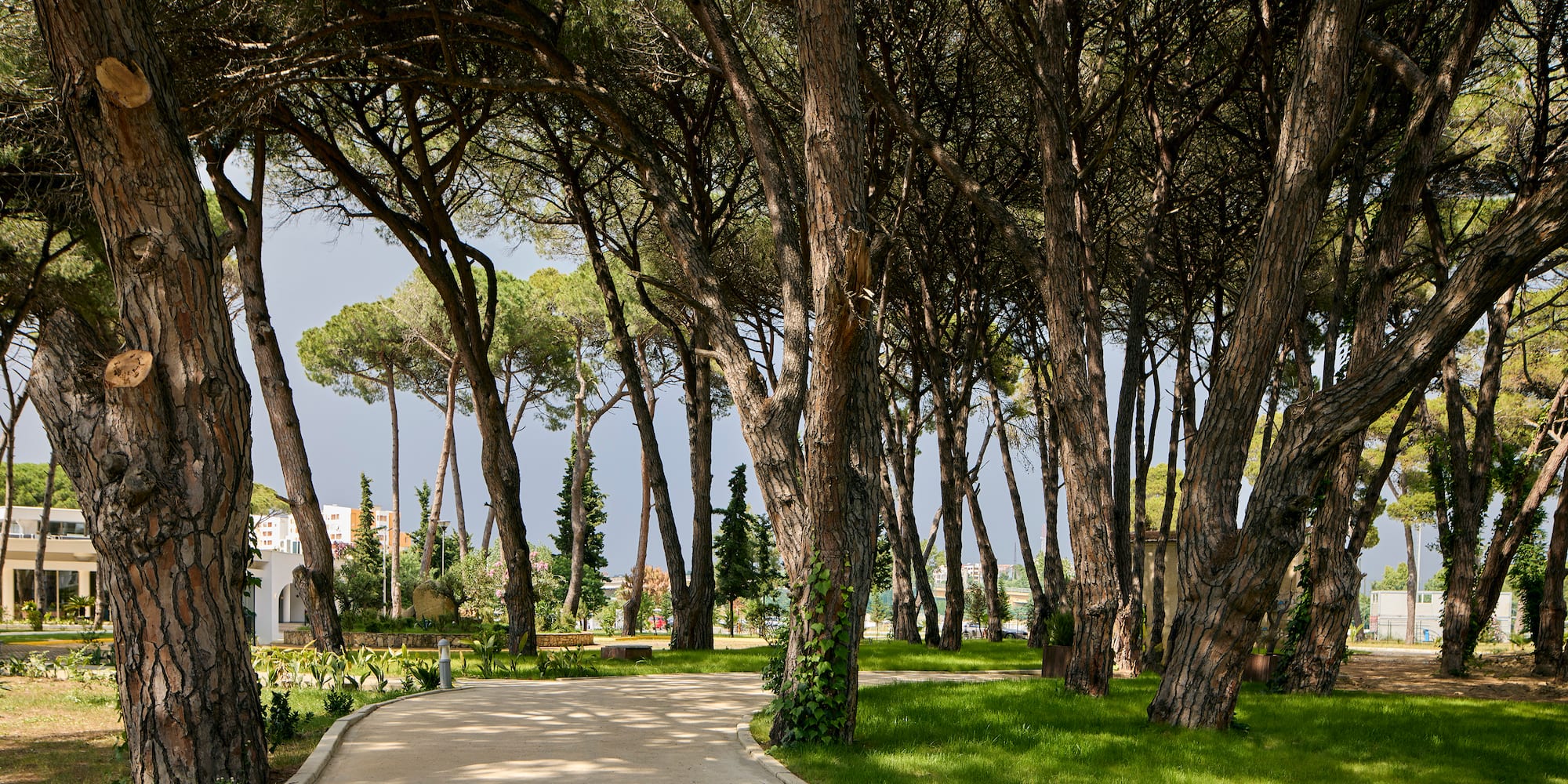 a path with trees and grass