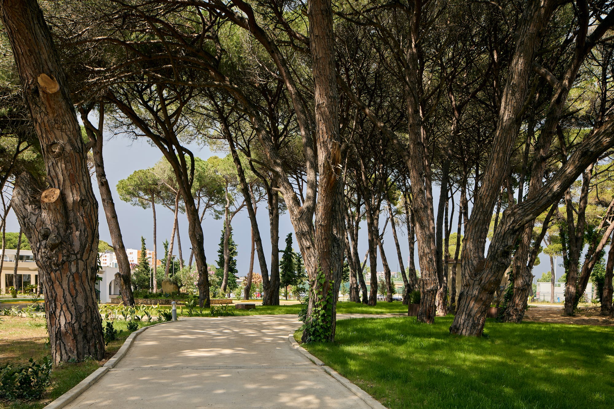Winding concrete path through dense pine trees in a green park.