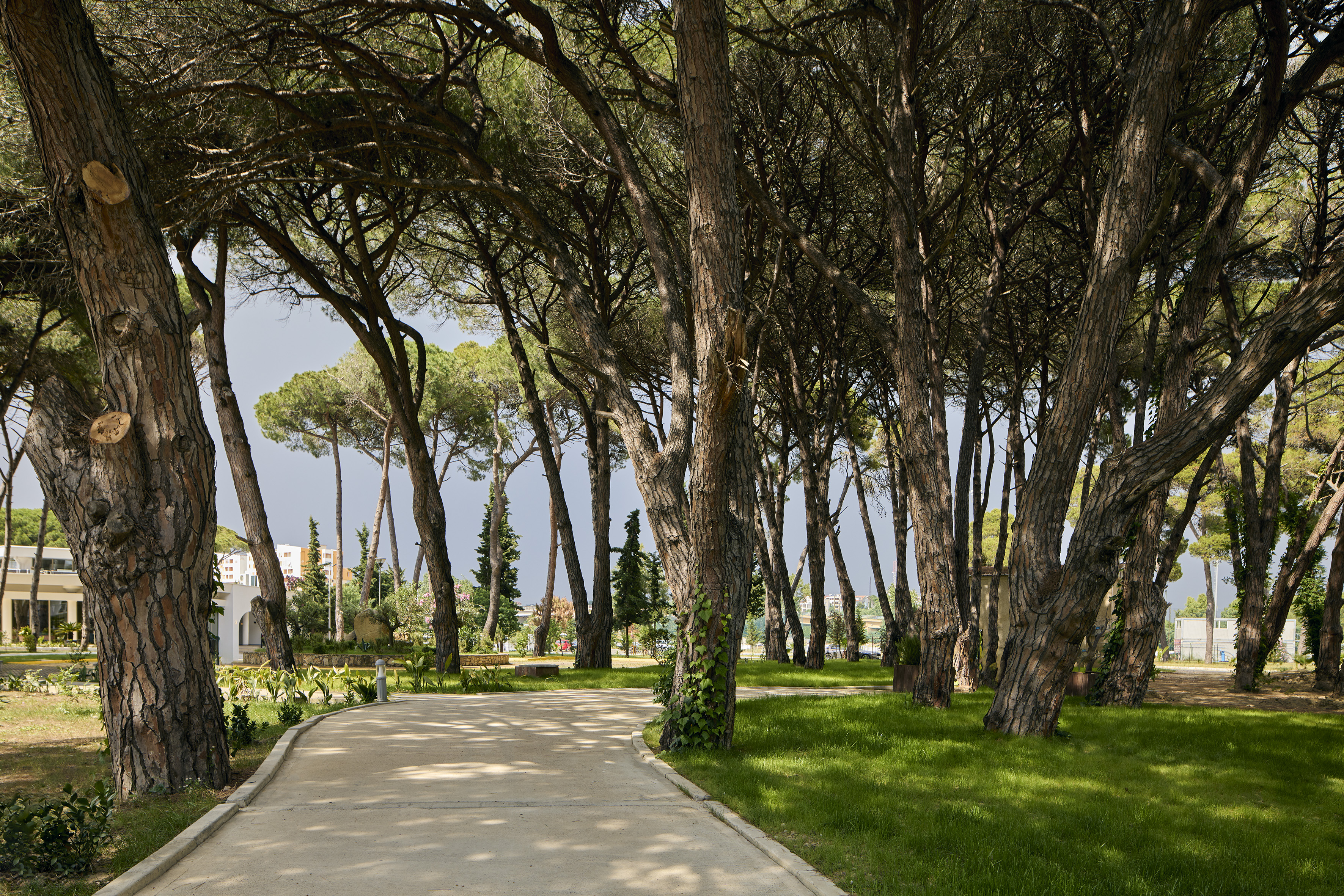 Winding concrete path through dense pine trees in a green park.