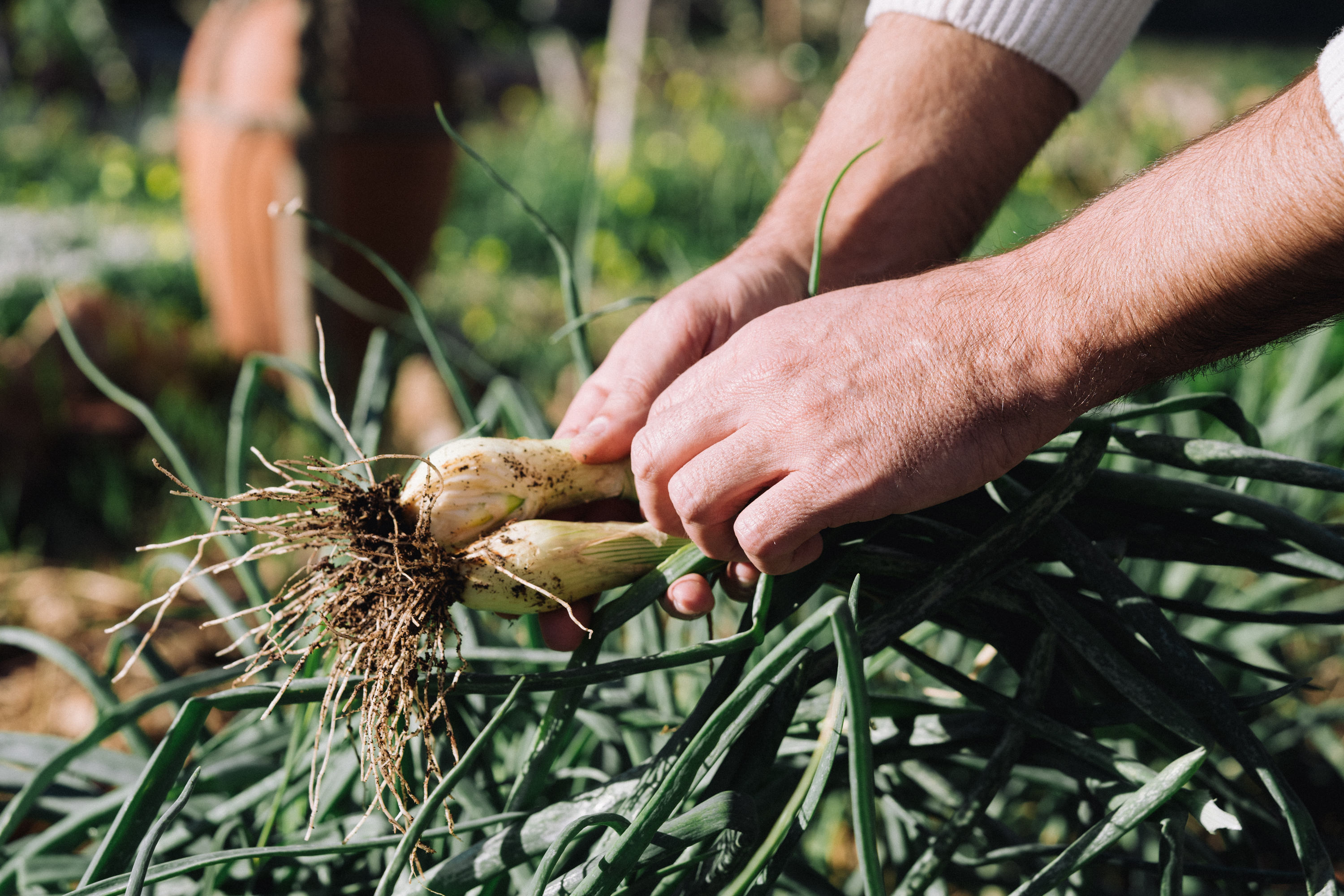 a person holding a bunch of onions
