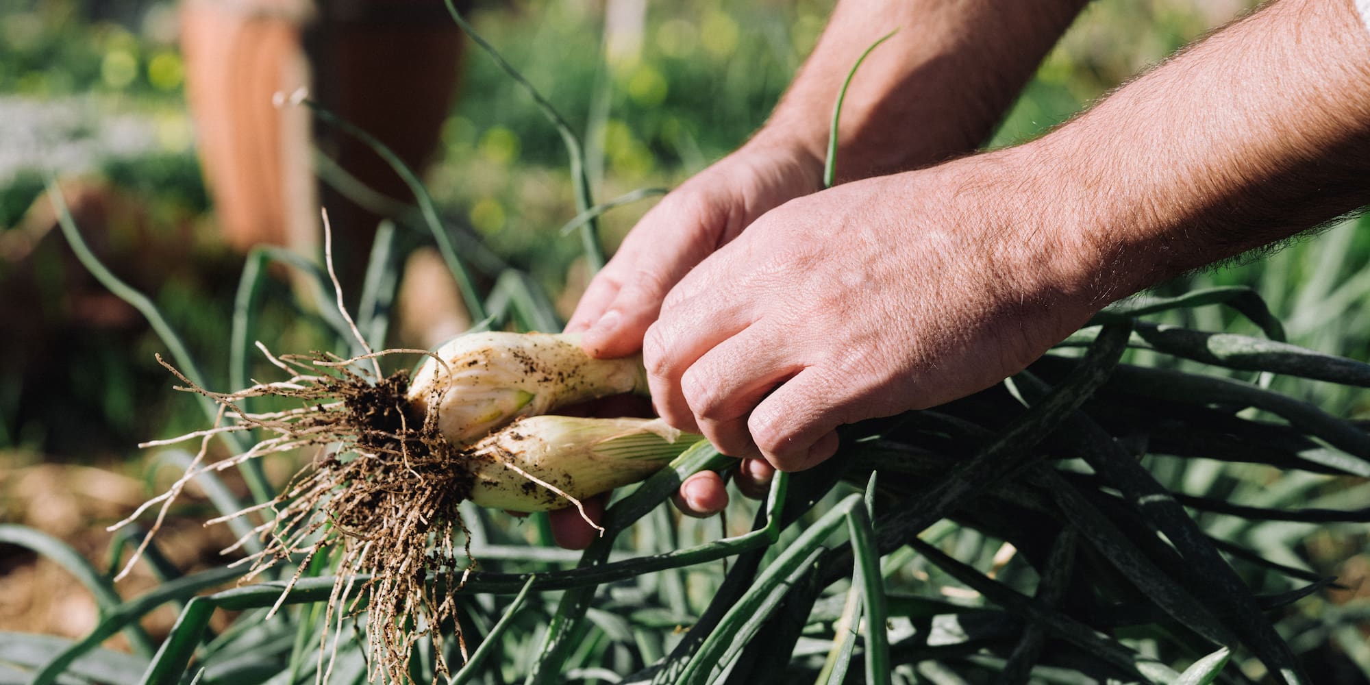 a person holding a bunch of onions